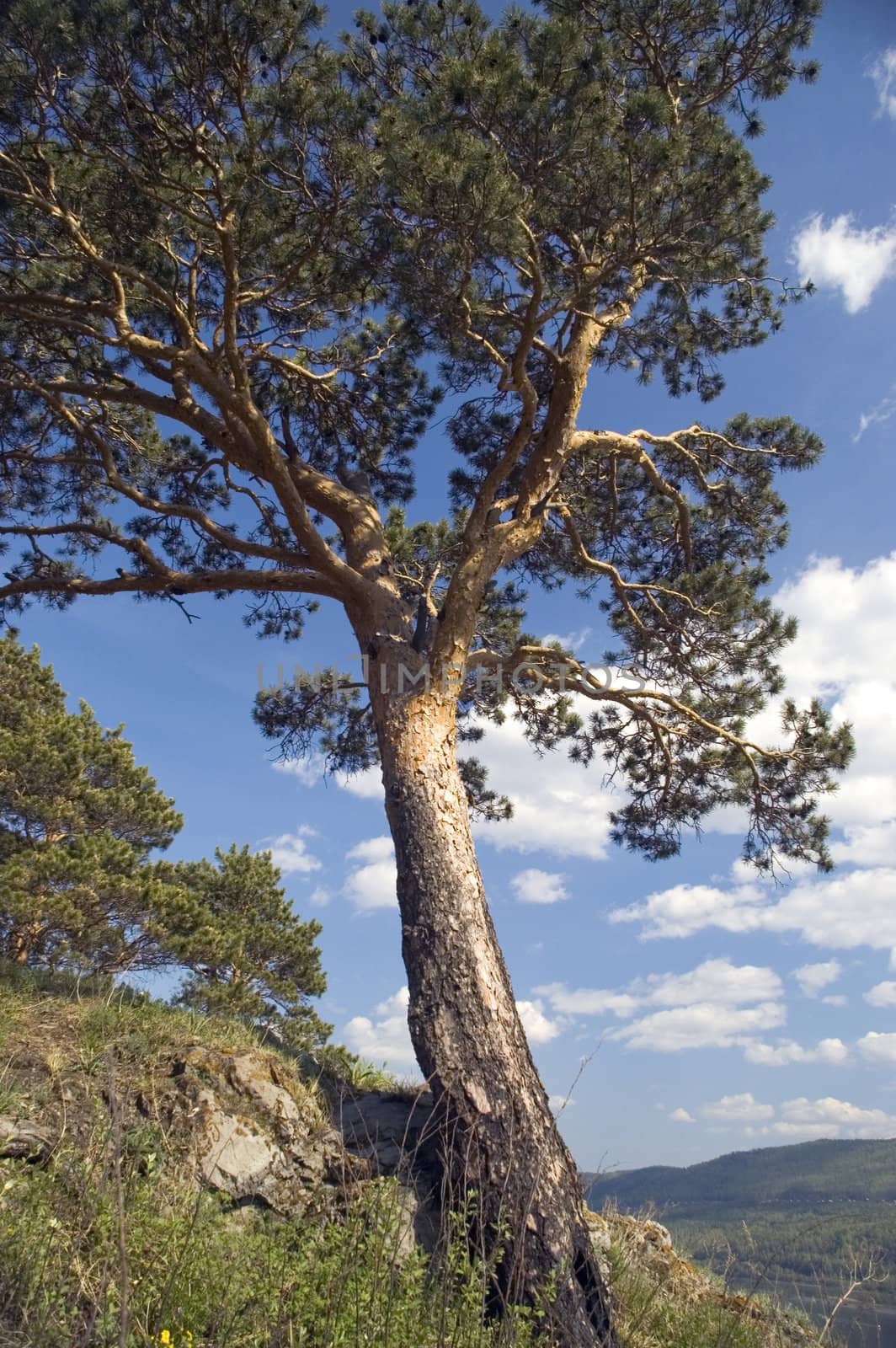 Pine on a background of the light-blue sky.