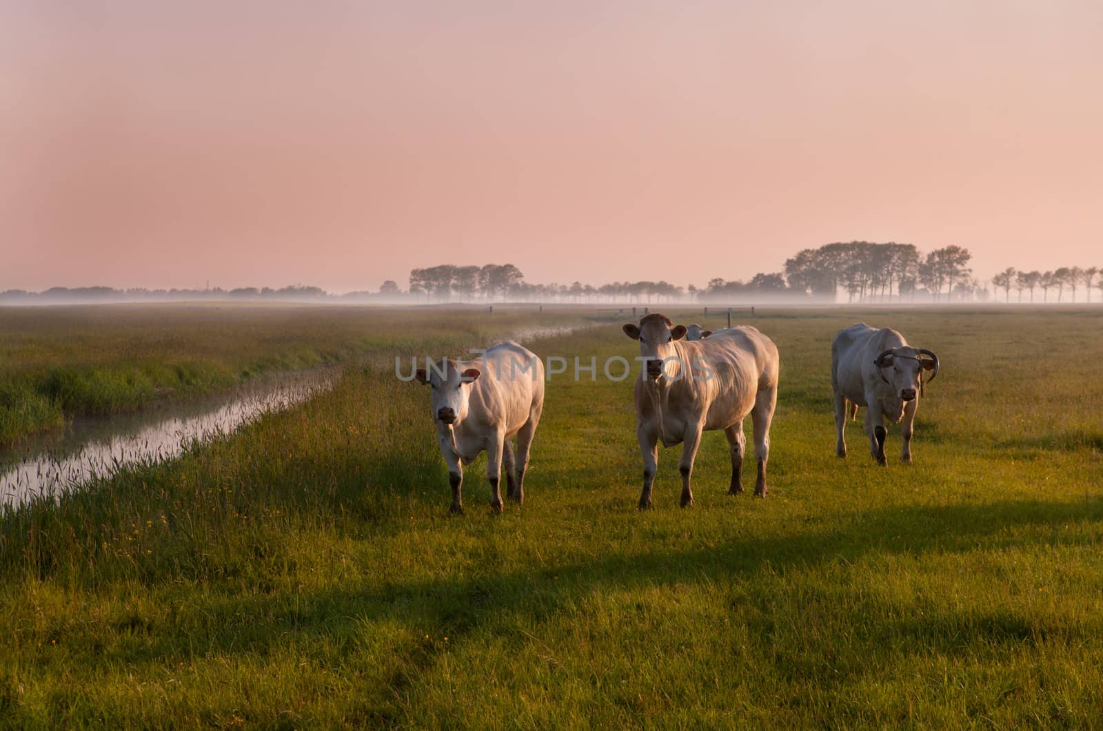 three cows on pasture with fog during early sunrise