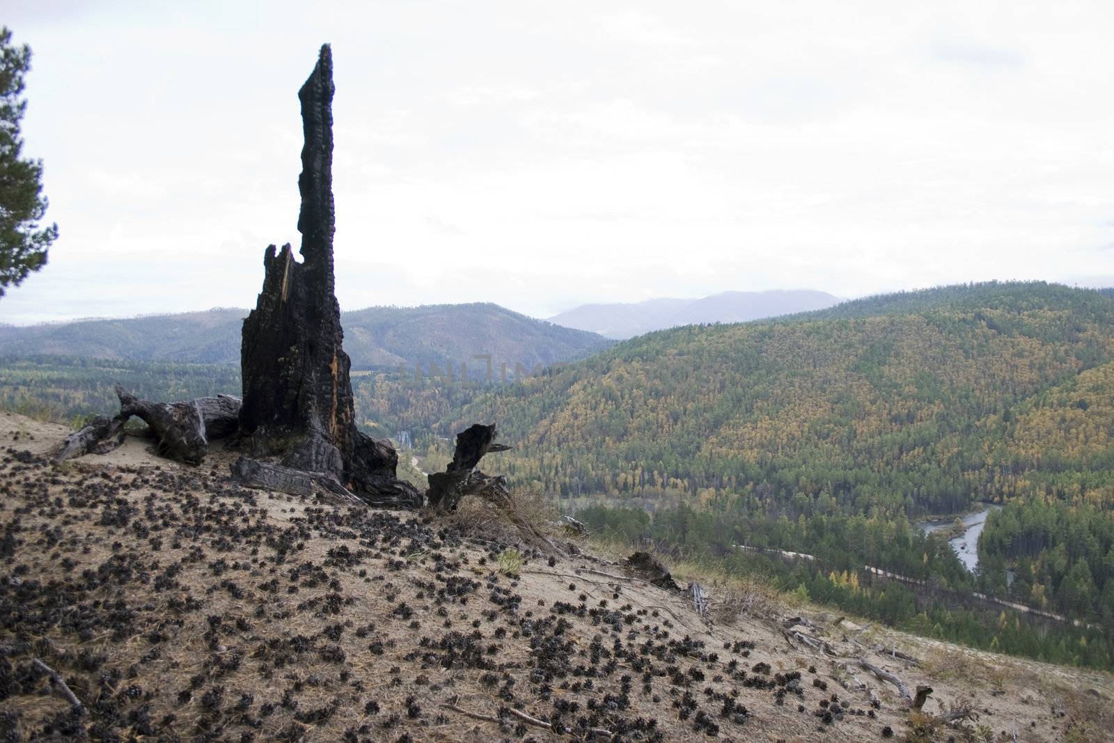 The burned down tree on a background of a wood.