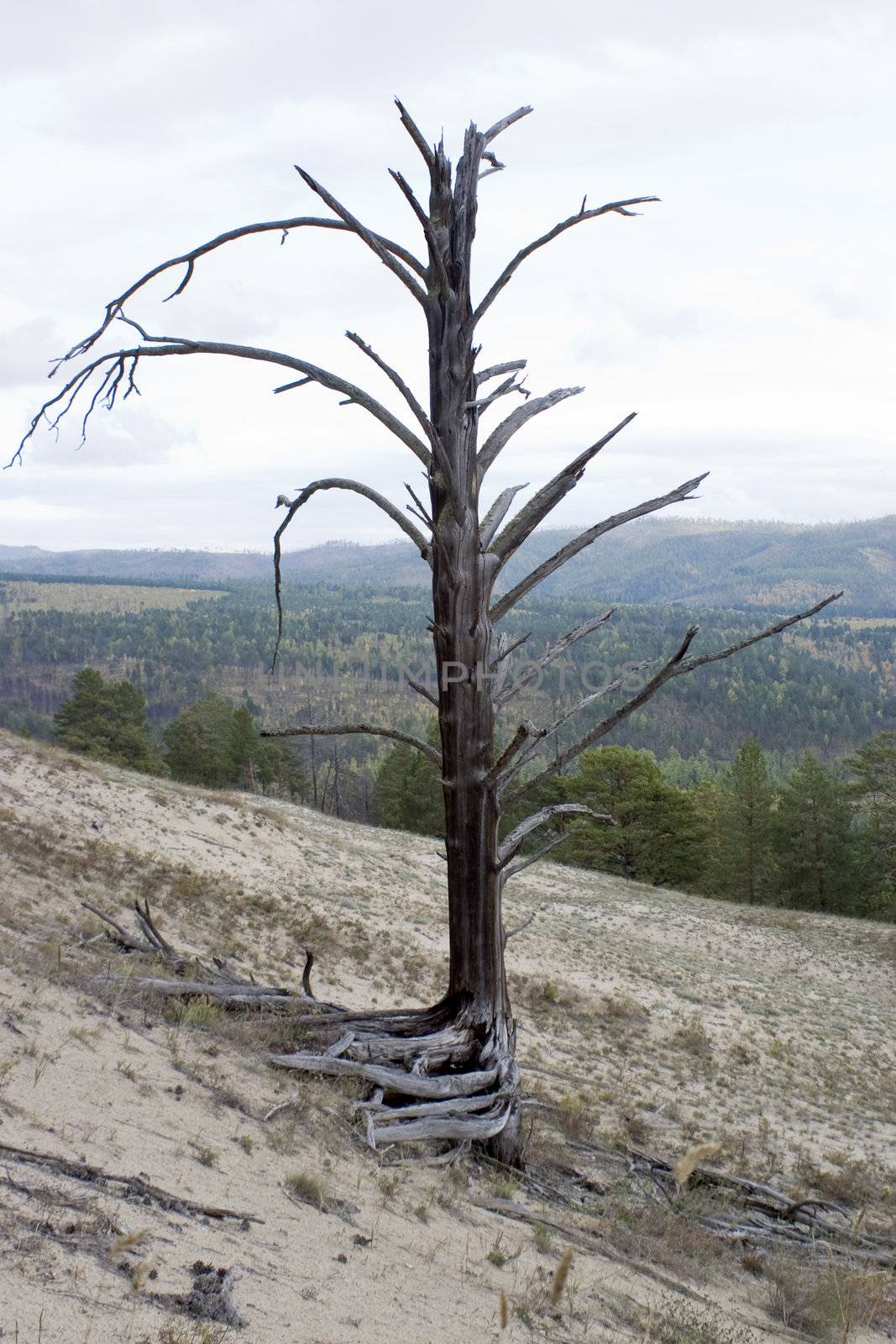 Dry tree on a background of an autumn wood.