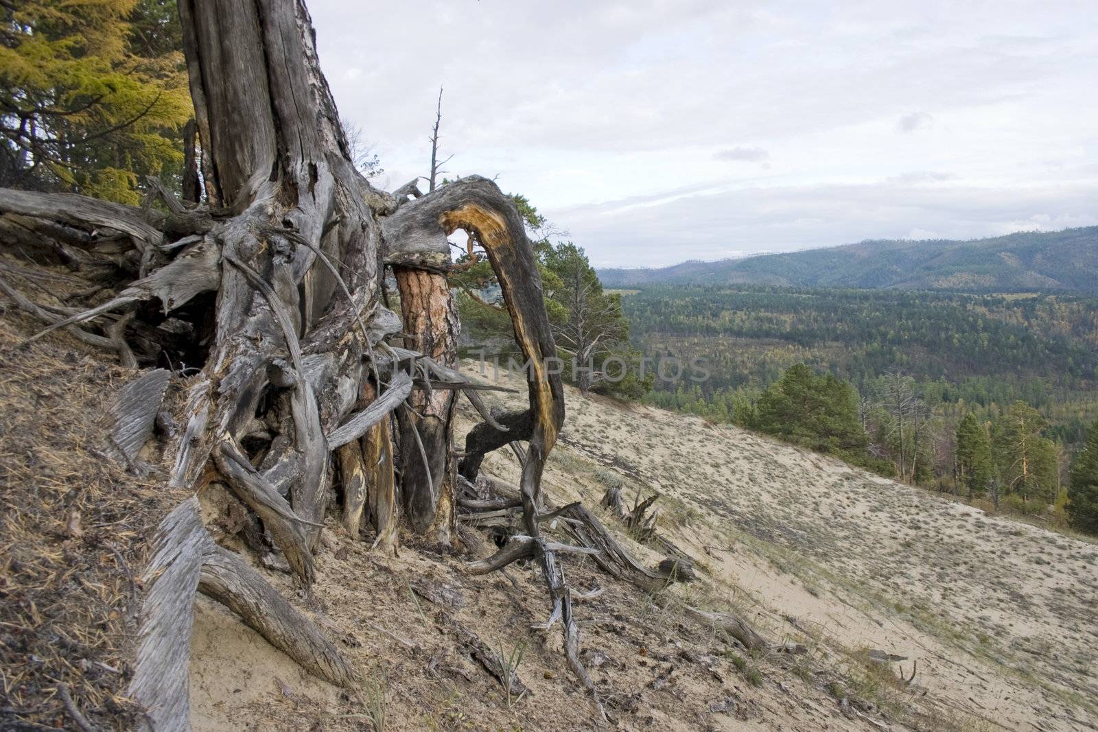 Roots of a dry tree on a background of a mountain wood.