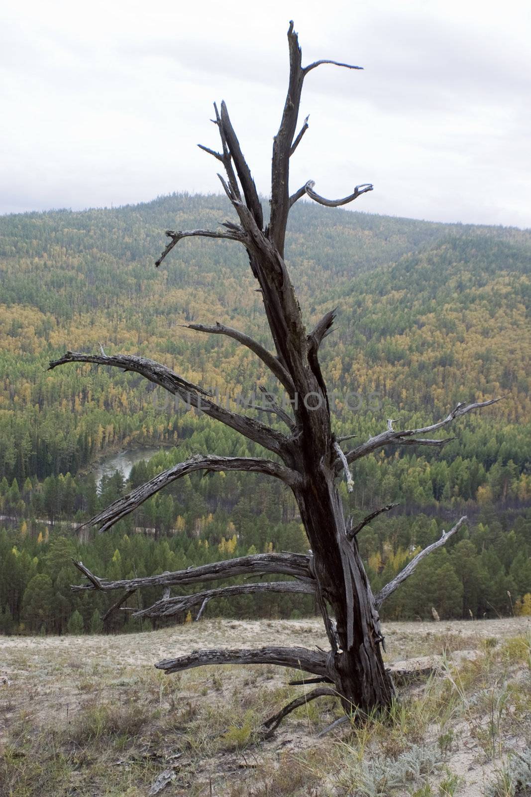 Dry tree on a background of an autumn wood.