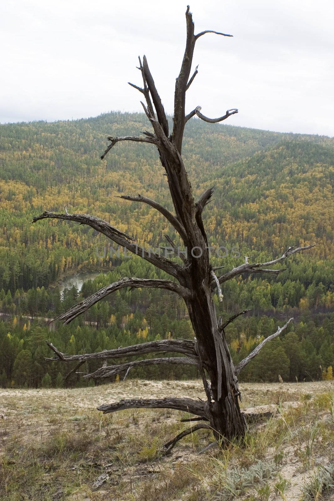 Dry tree on a background of an autumn wood.