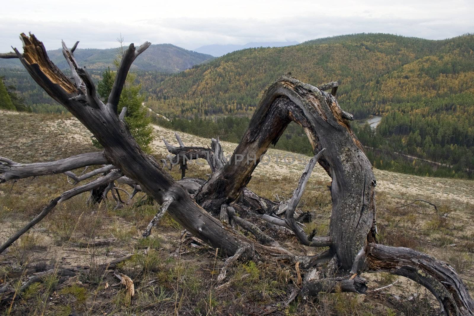 Dry, fallen tree.