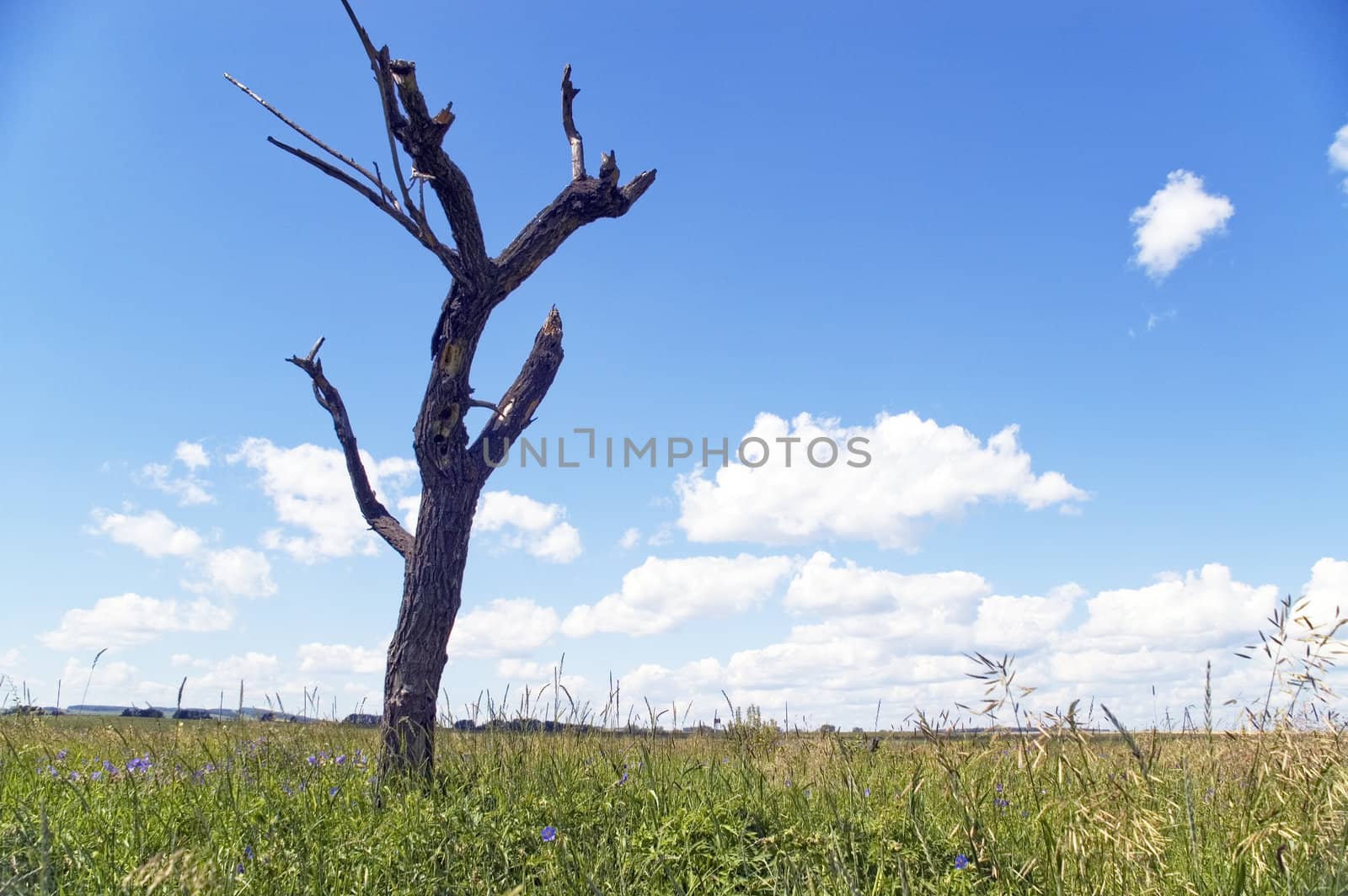 Dry tree on a background of a green grass.