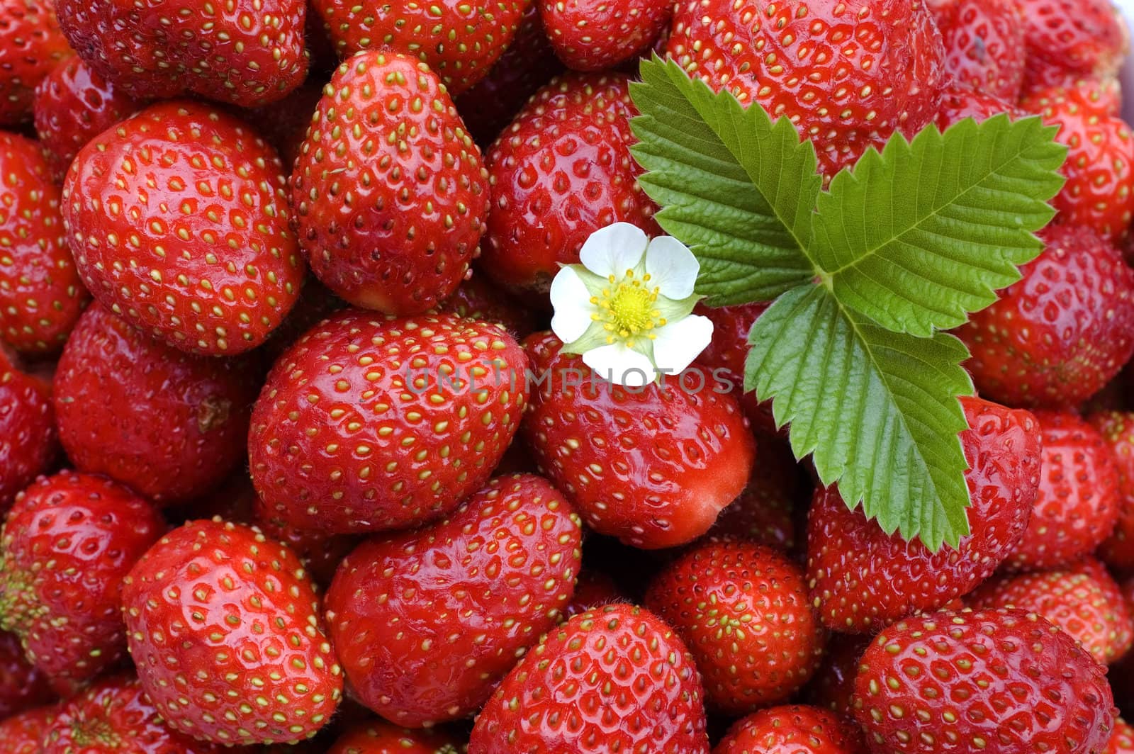 White flower, green sheet on a background of red wild strawberry.