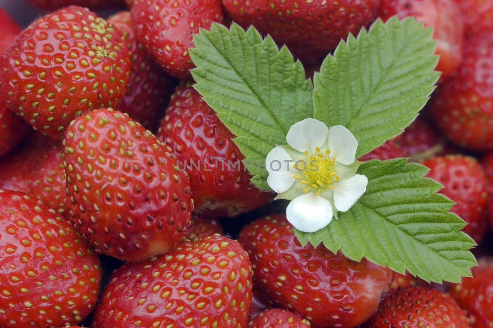 White flower, green sheet on a background of red wild strawberry.