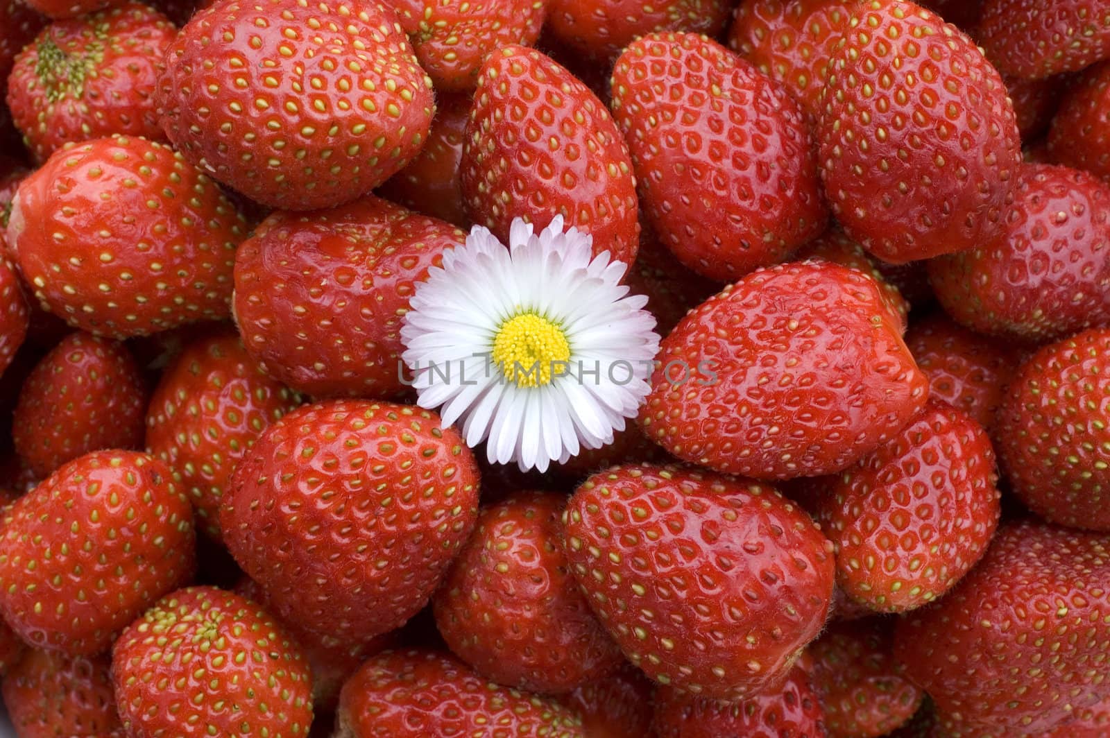 White flower on a background of red wild strawberry.