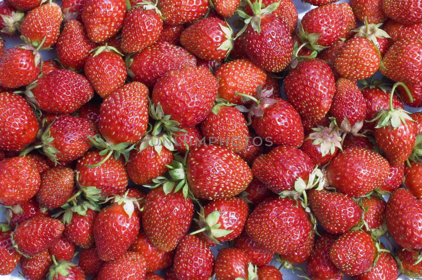 Red, ripe wild strawberry.