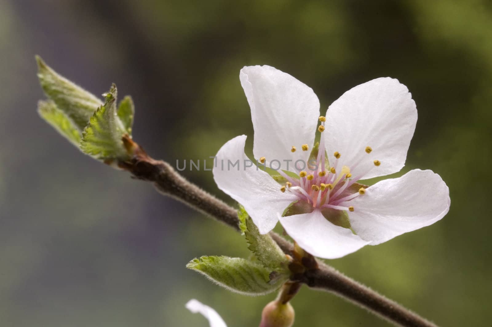  A branch with white flowers and green leaves.