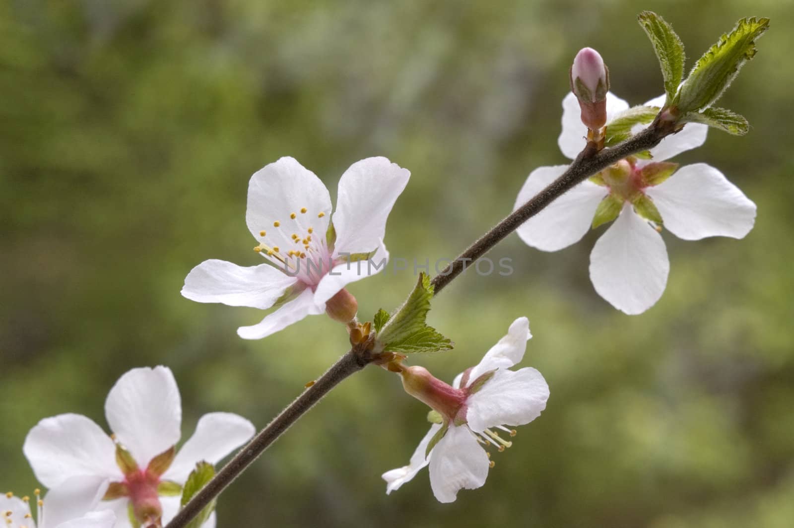 A branch with white flowers and green leaves.