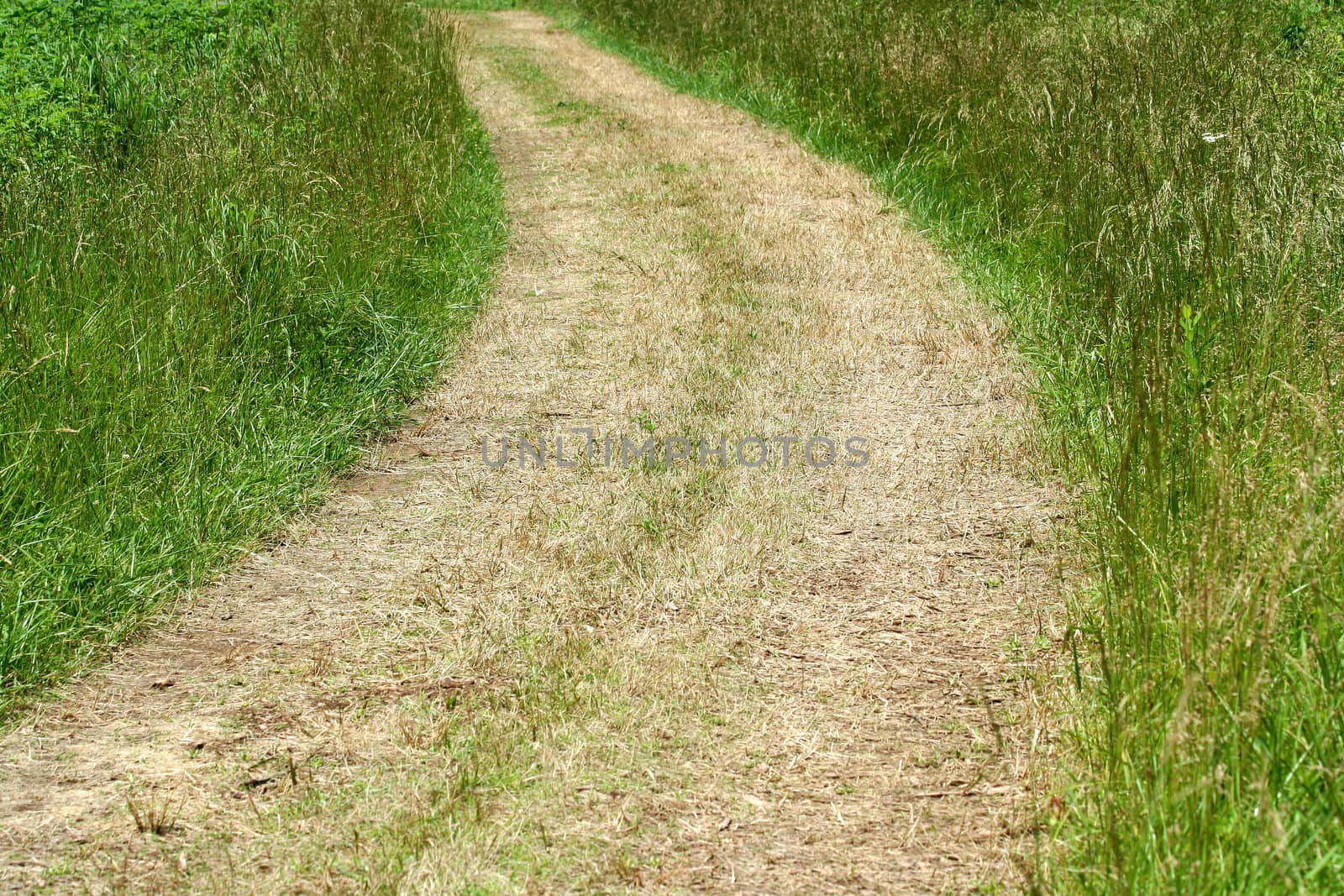 A path through a grassy field