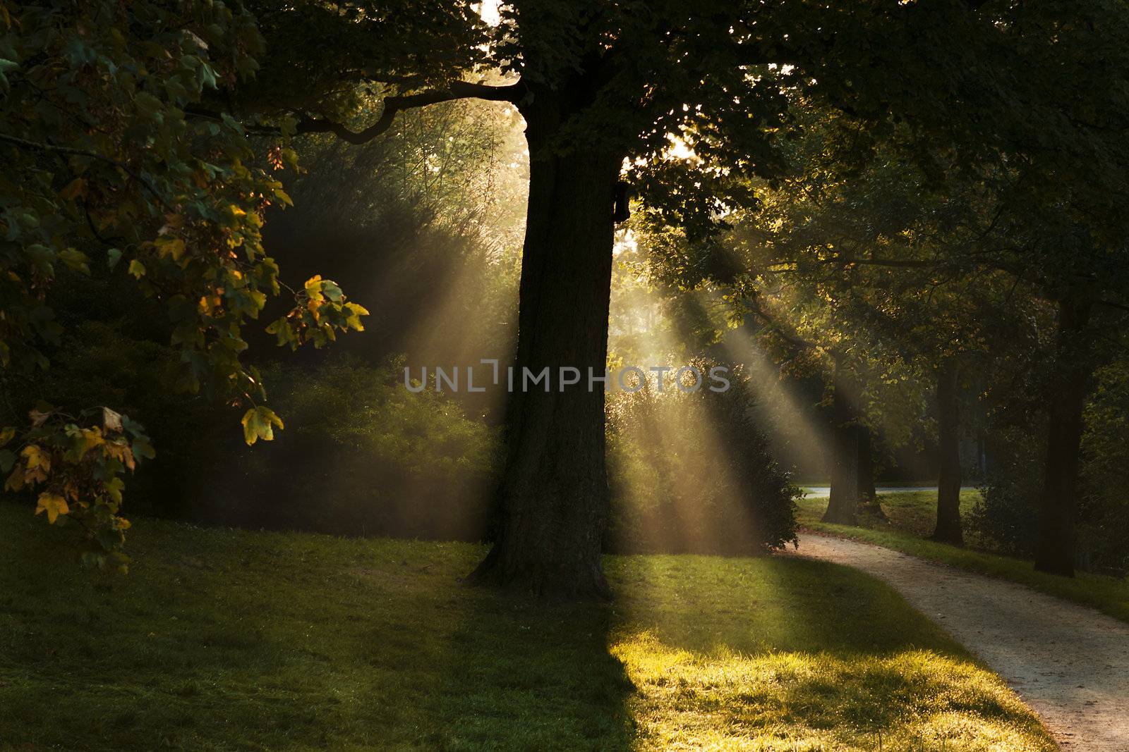 sunbeams through the tree at early morning
