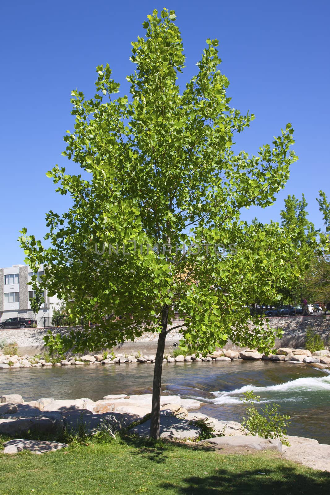 Young maple tree, Reno NV. by Rigucci