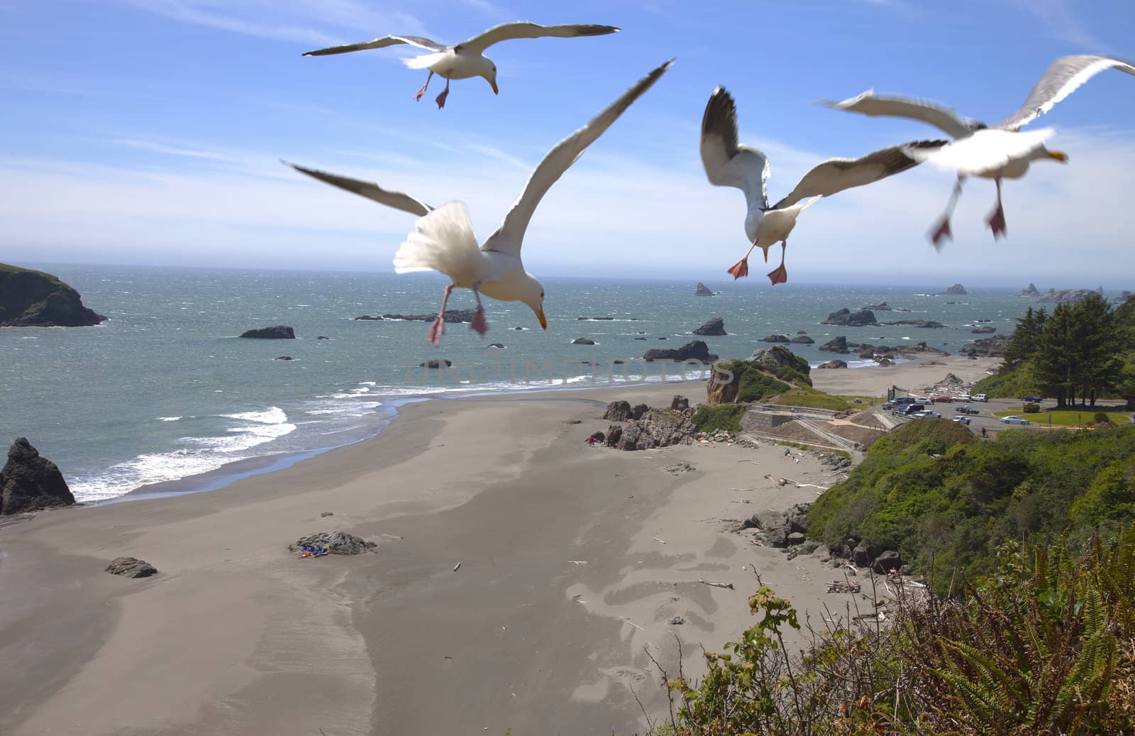 Oregon coastline rocky beaches and seagulls near Yachats OR.