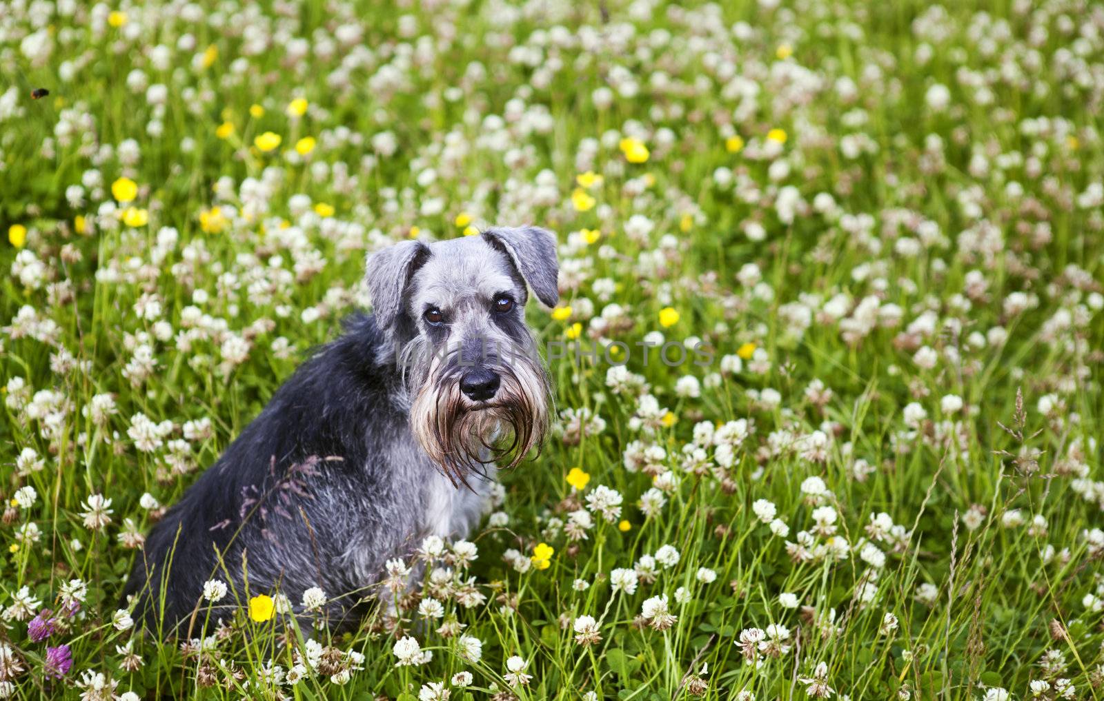 gray schnauzer sit in green grass with flowers