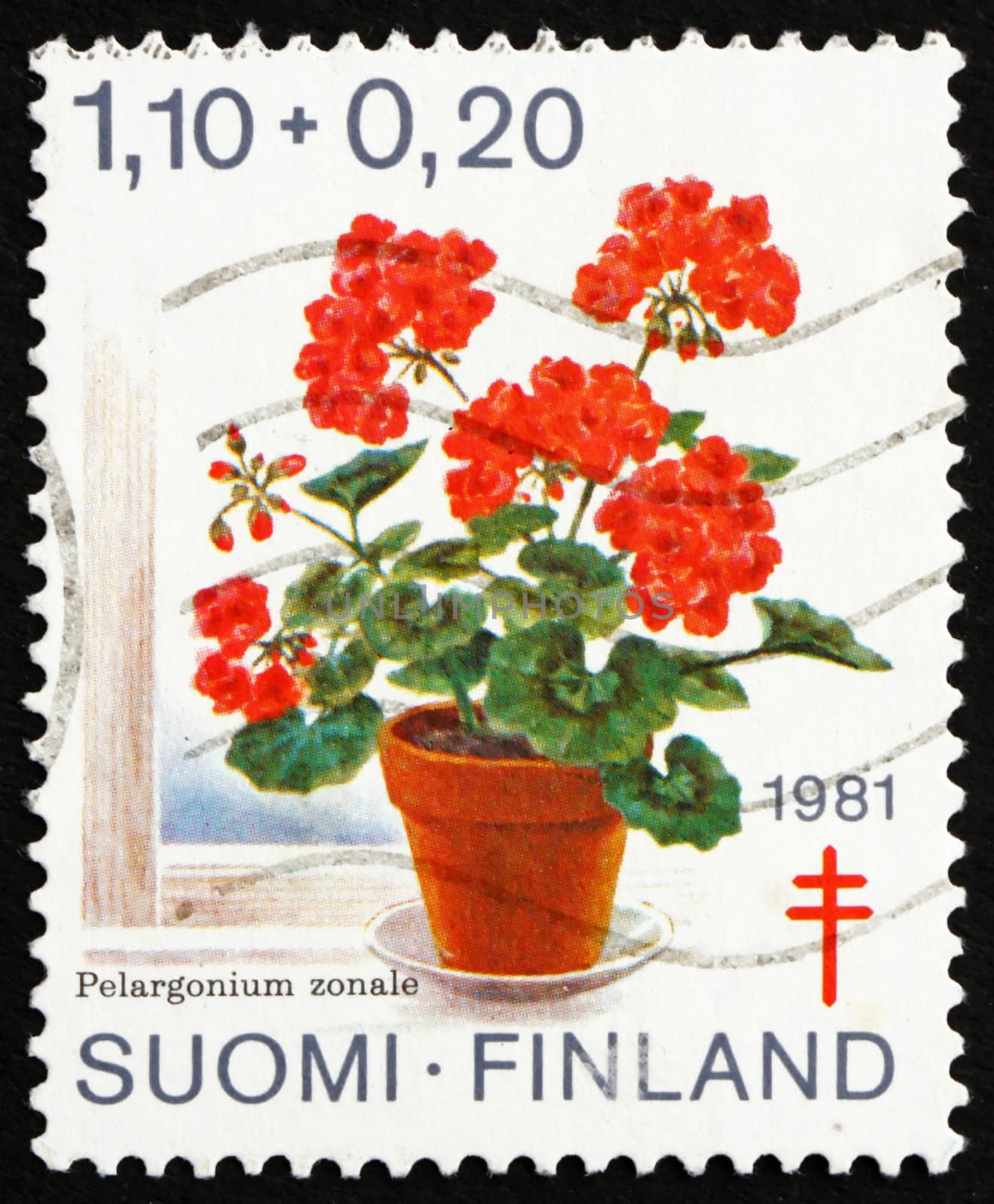 FINLAND - CIRCA 1981: a stamp printed in the Finland shows Geranium, Pelargonium Zonale, Flower, circa 1981