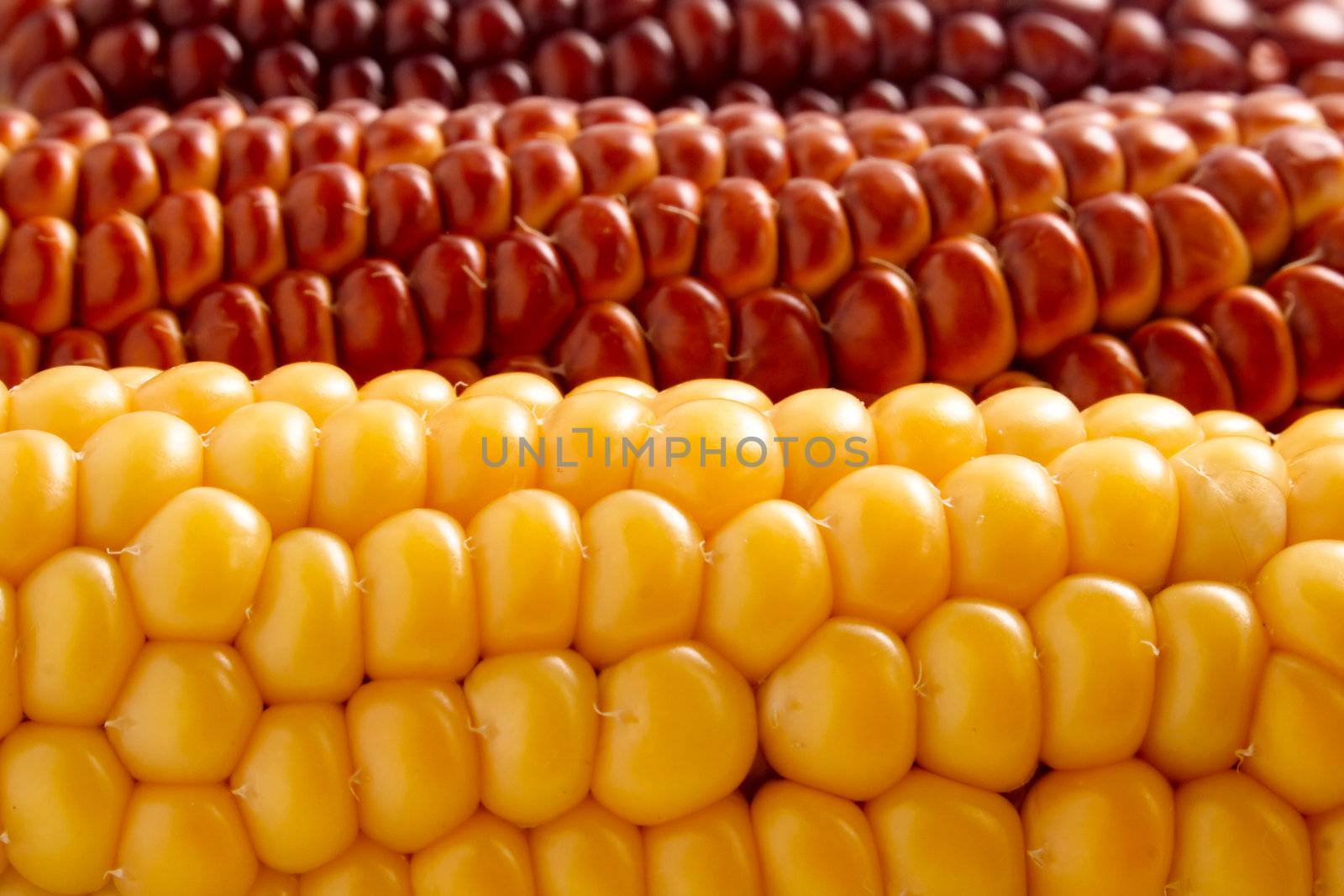 texture of seed corn yellow and brown
