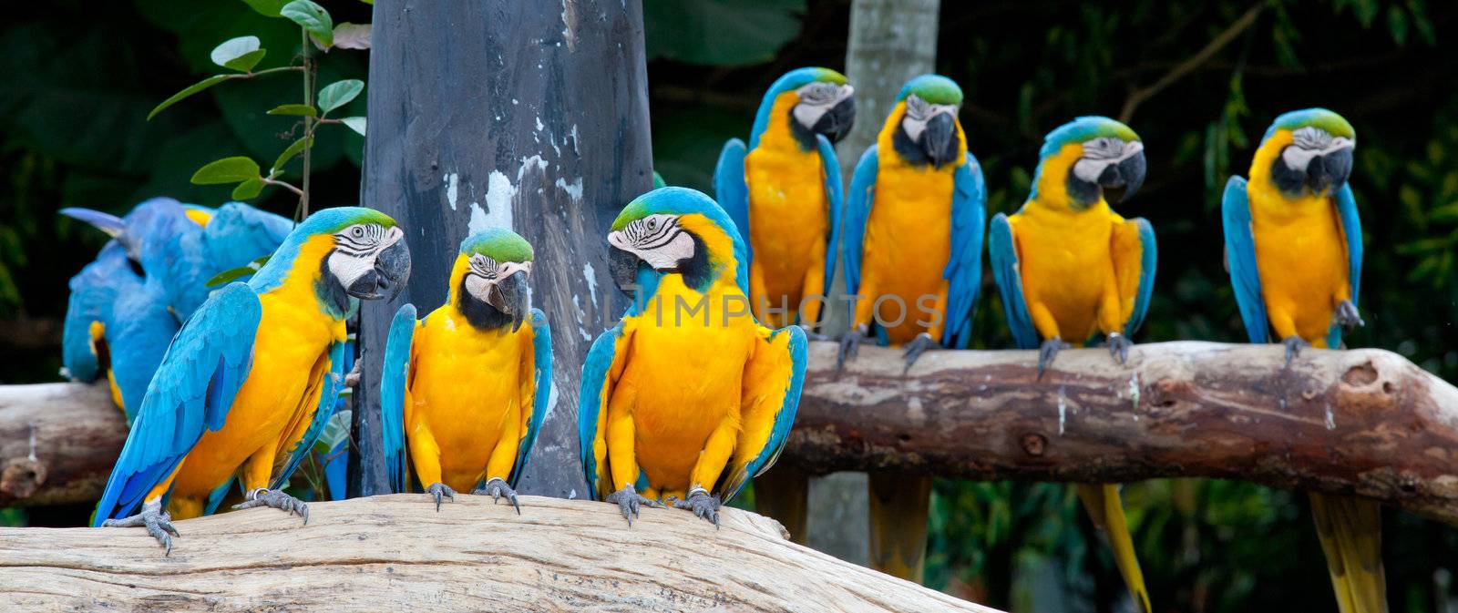 colorful macaws sitting in a tree