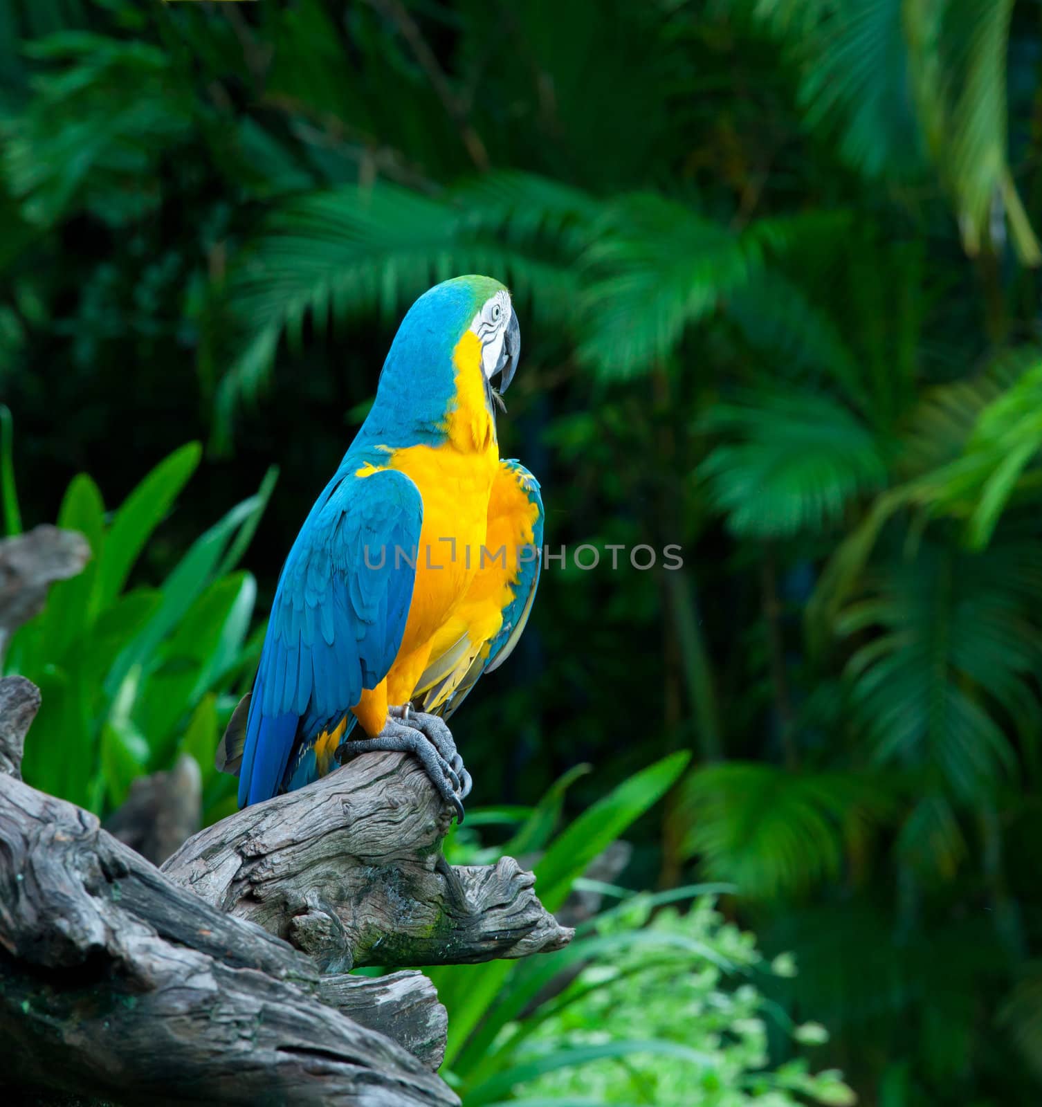 colorful macaw sitting in a tree