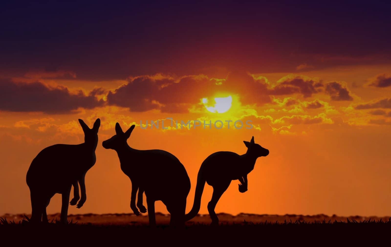 kangaroos under sunset by razihusin