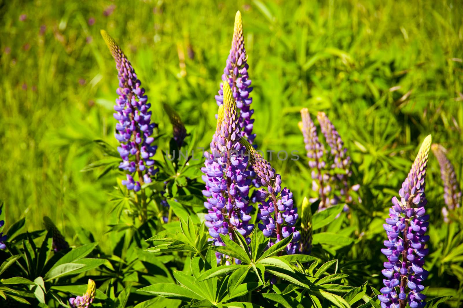 Purple flowers in Discovery Park