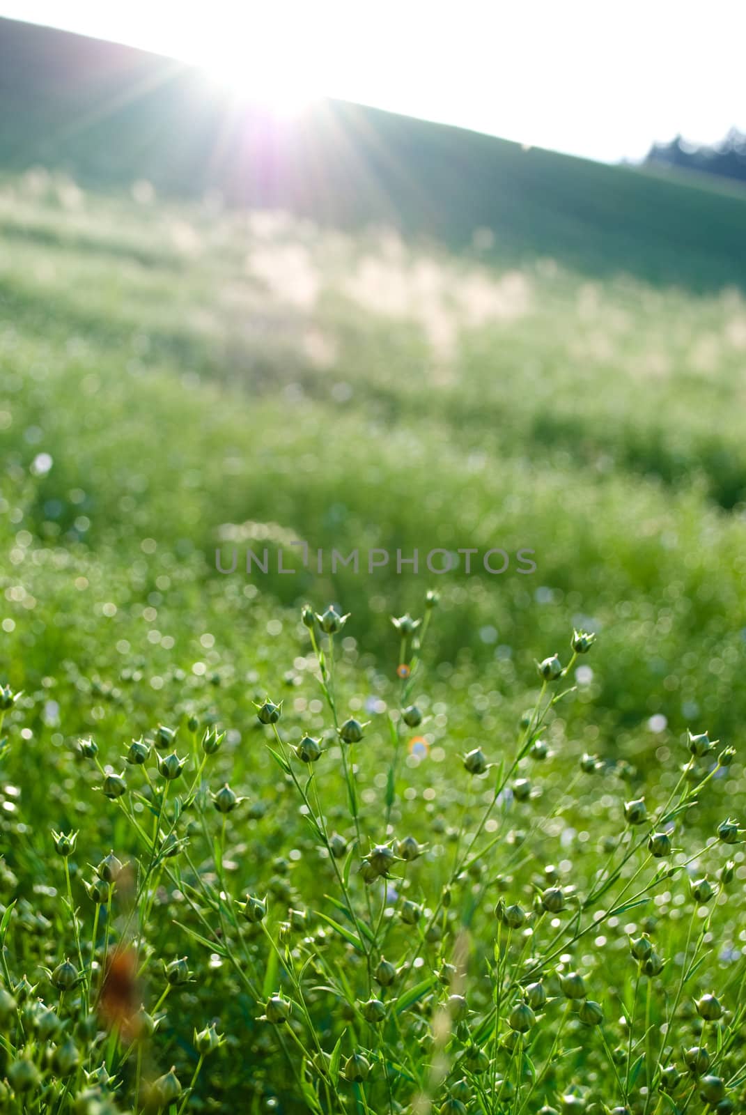 Flax field by sarkao