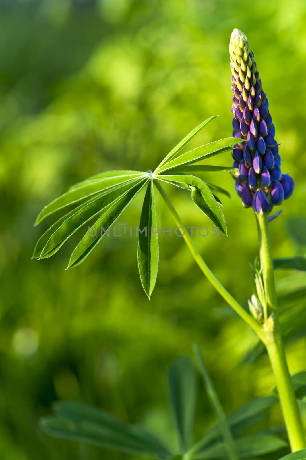 Lupine by mulden