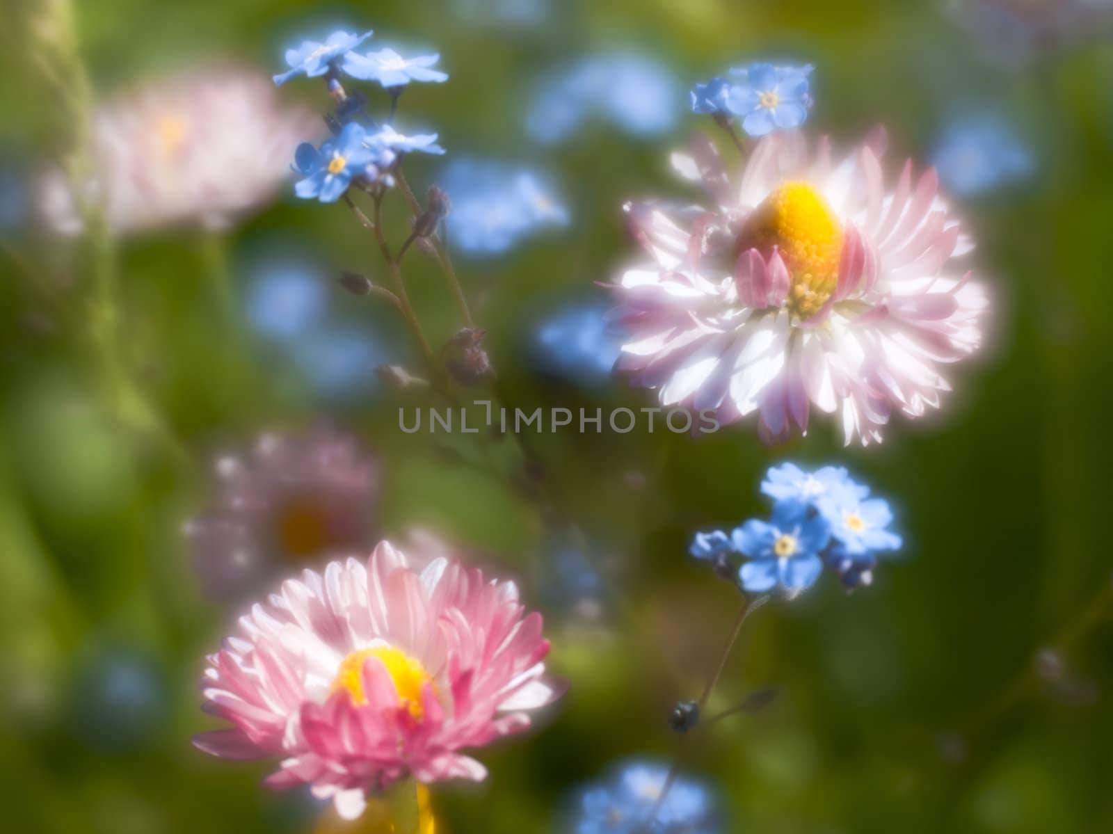 Daisy and forget-me-not through monocle lens