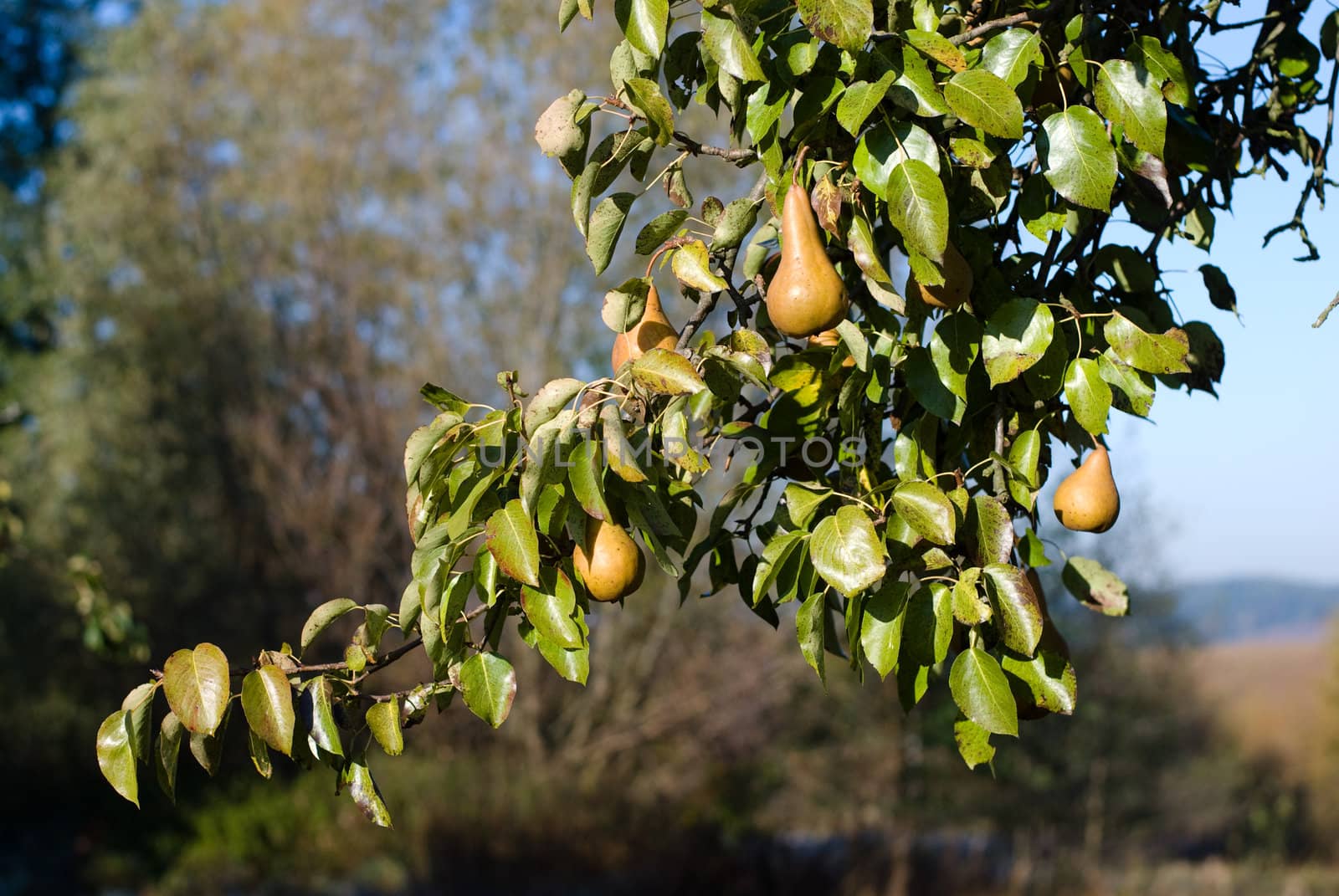 pears