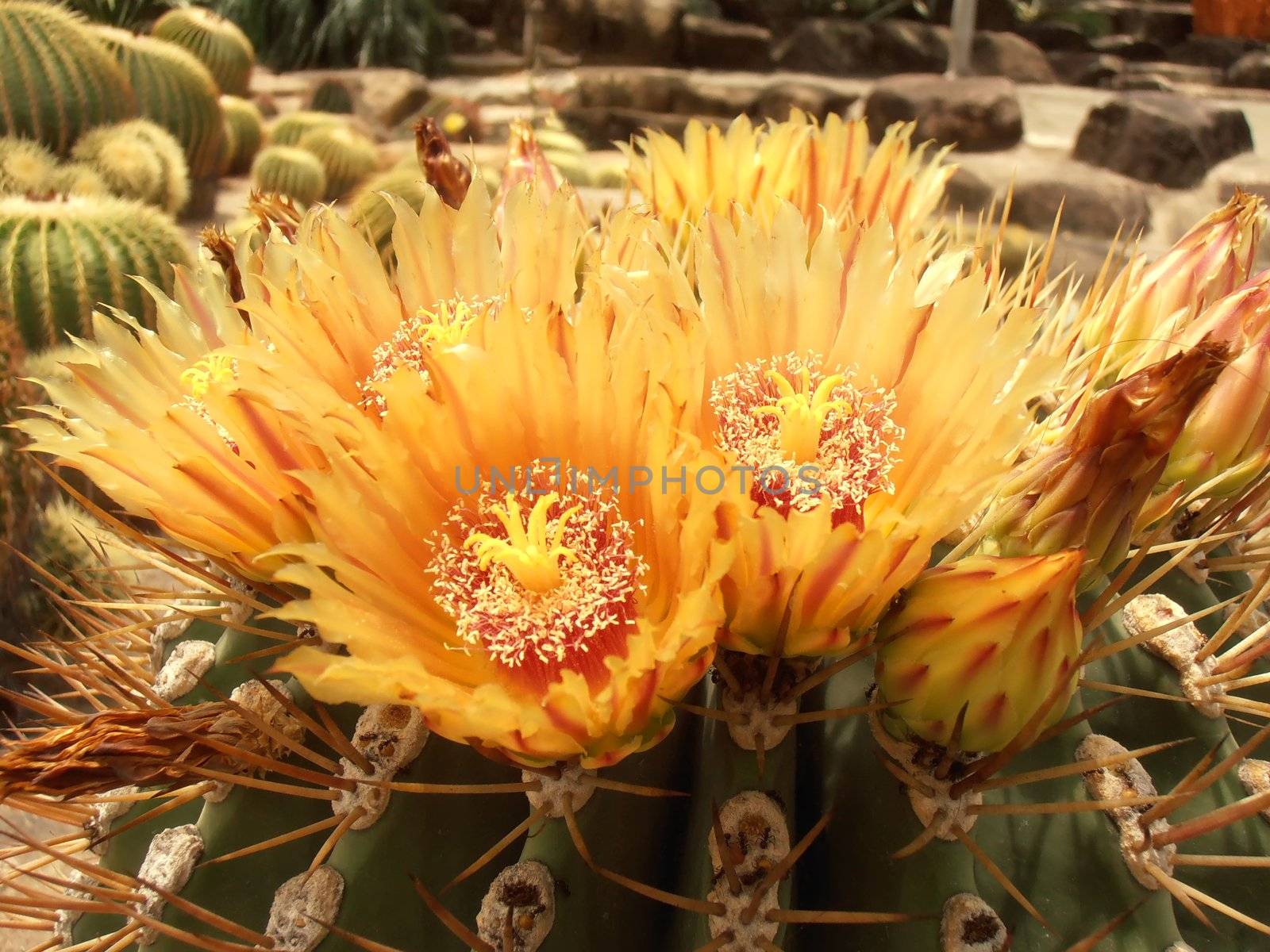  Chonburi Province, Thailand. Described by Heinrich Hildmann in 1891, it is popularly known as the Golden Barrel Cactus, Golden Ball or, amusingly, Mother-in-Law's Cushion, or even more amusingly, the most bad ass cactus ever.
