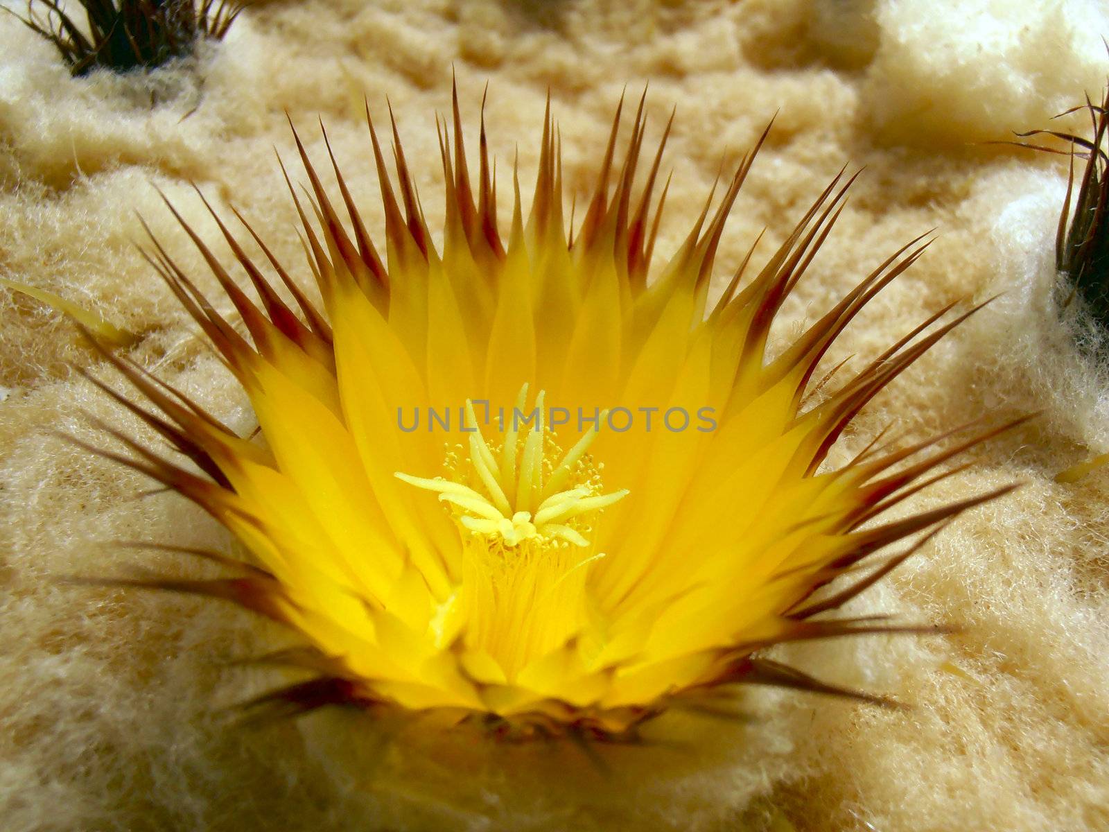 Flower of the Echinocactus grusonii. by GNNick