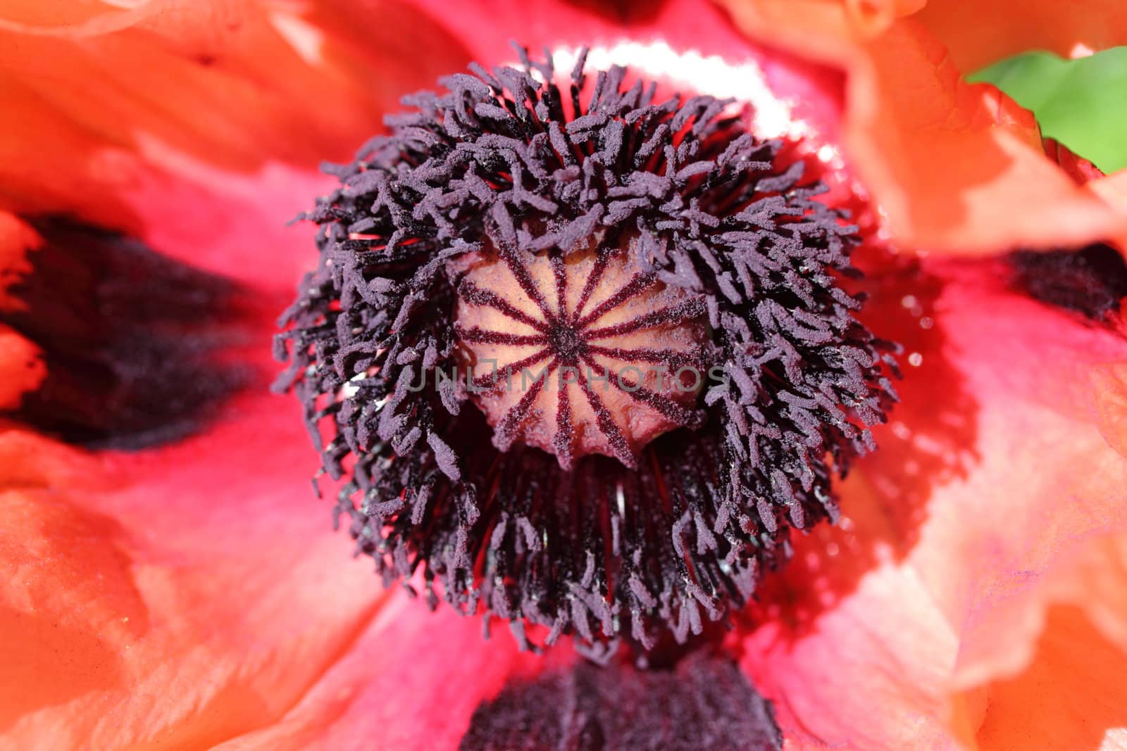 Poppy