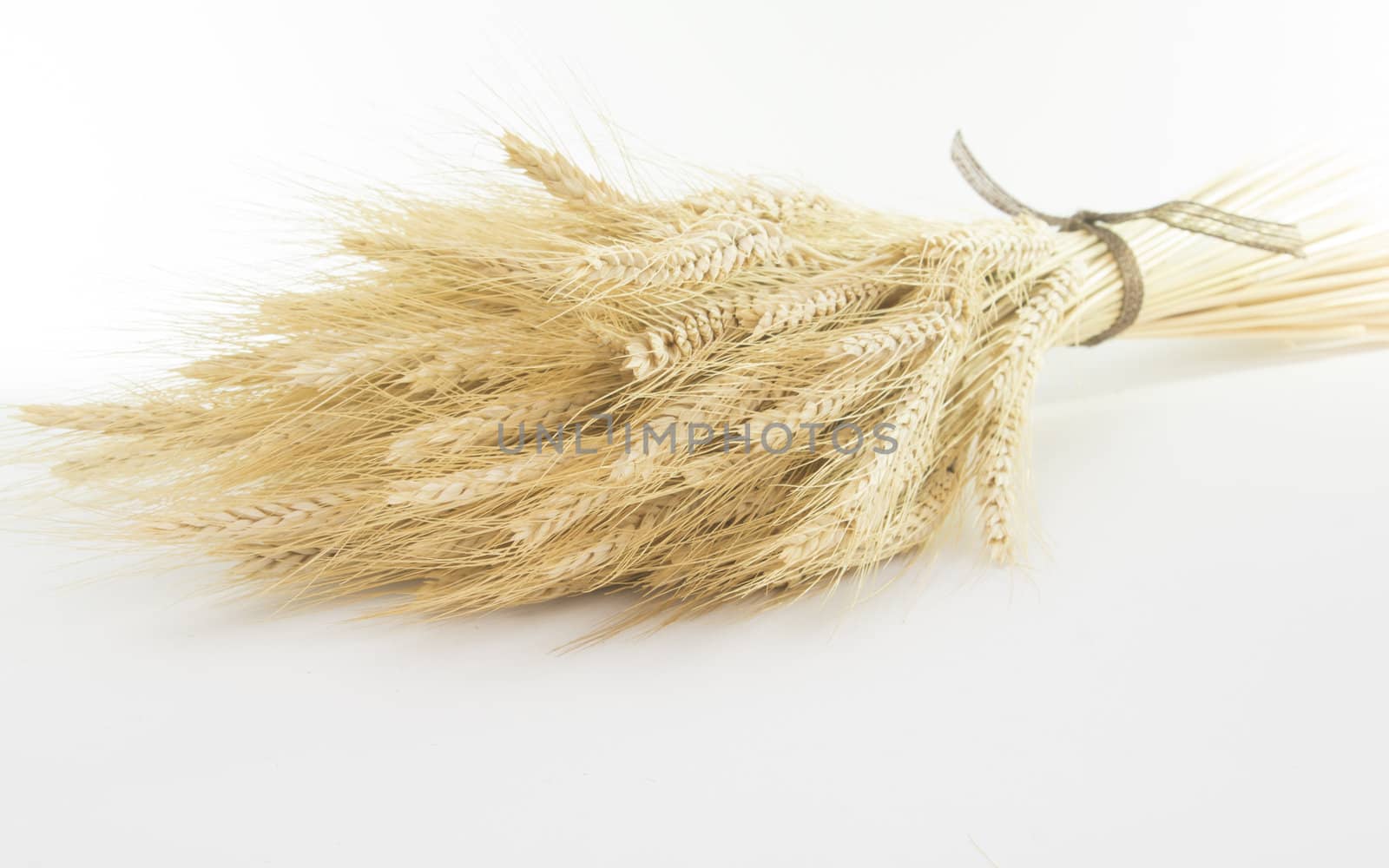 Studio close up shot of bundle of wheat isolated on white background with light shadow