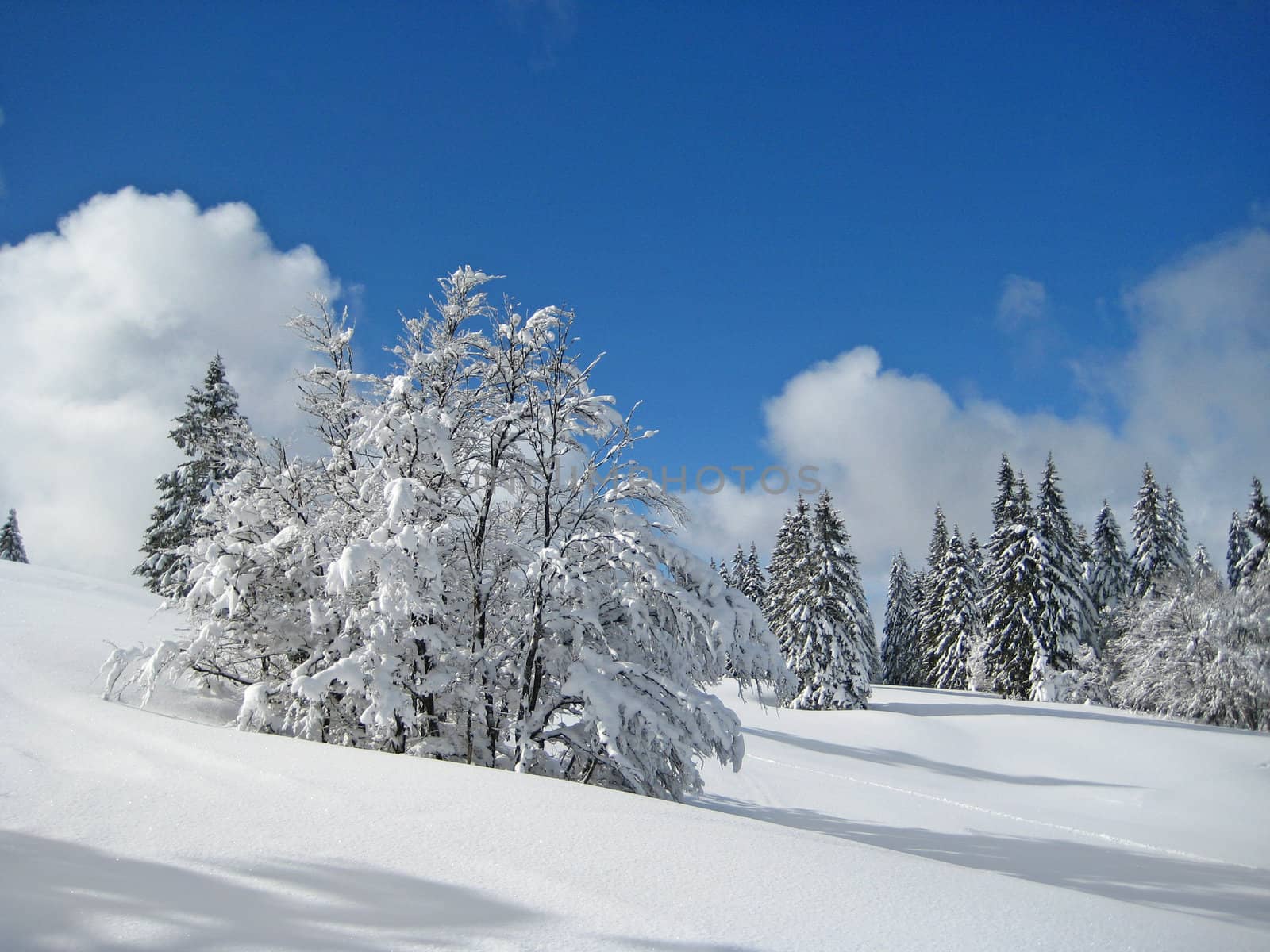 white winter landscape with snowy trees