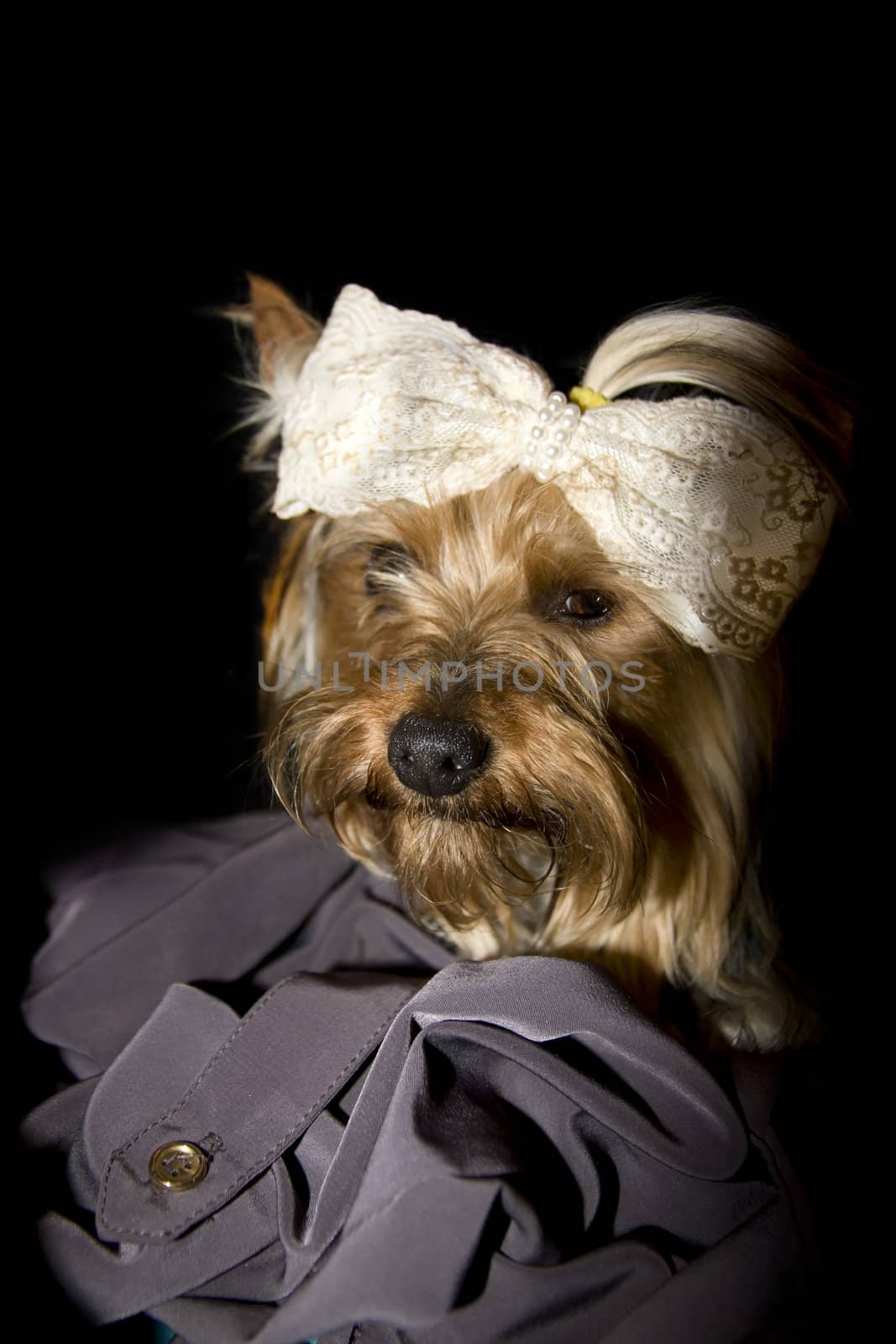 adorable portrait of a toy Yorkshire terrier with bow and ponytail isolated on black background