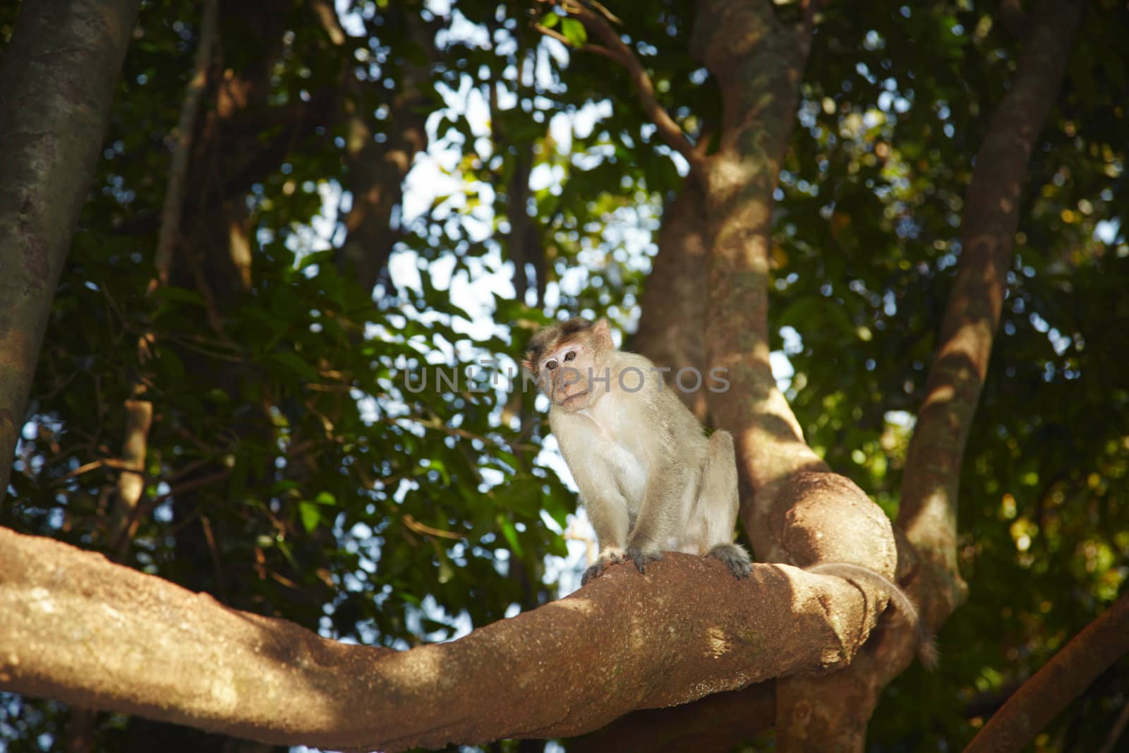 Wild monkey on the tree in Indian jungles. Goa. Natural light and colors