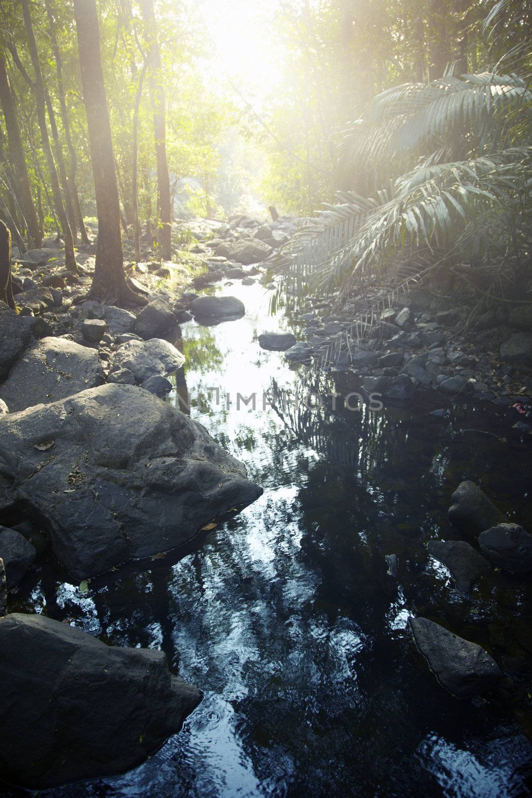 Small river in the rainforest. Vertical photo with natural colors and darkness