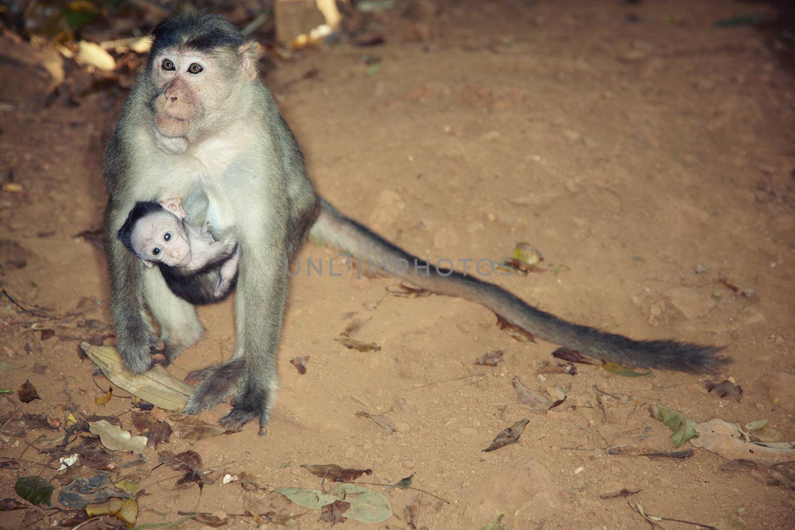 Wild monkey sitting on the ground with small child in the dark jungle