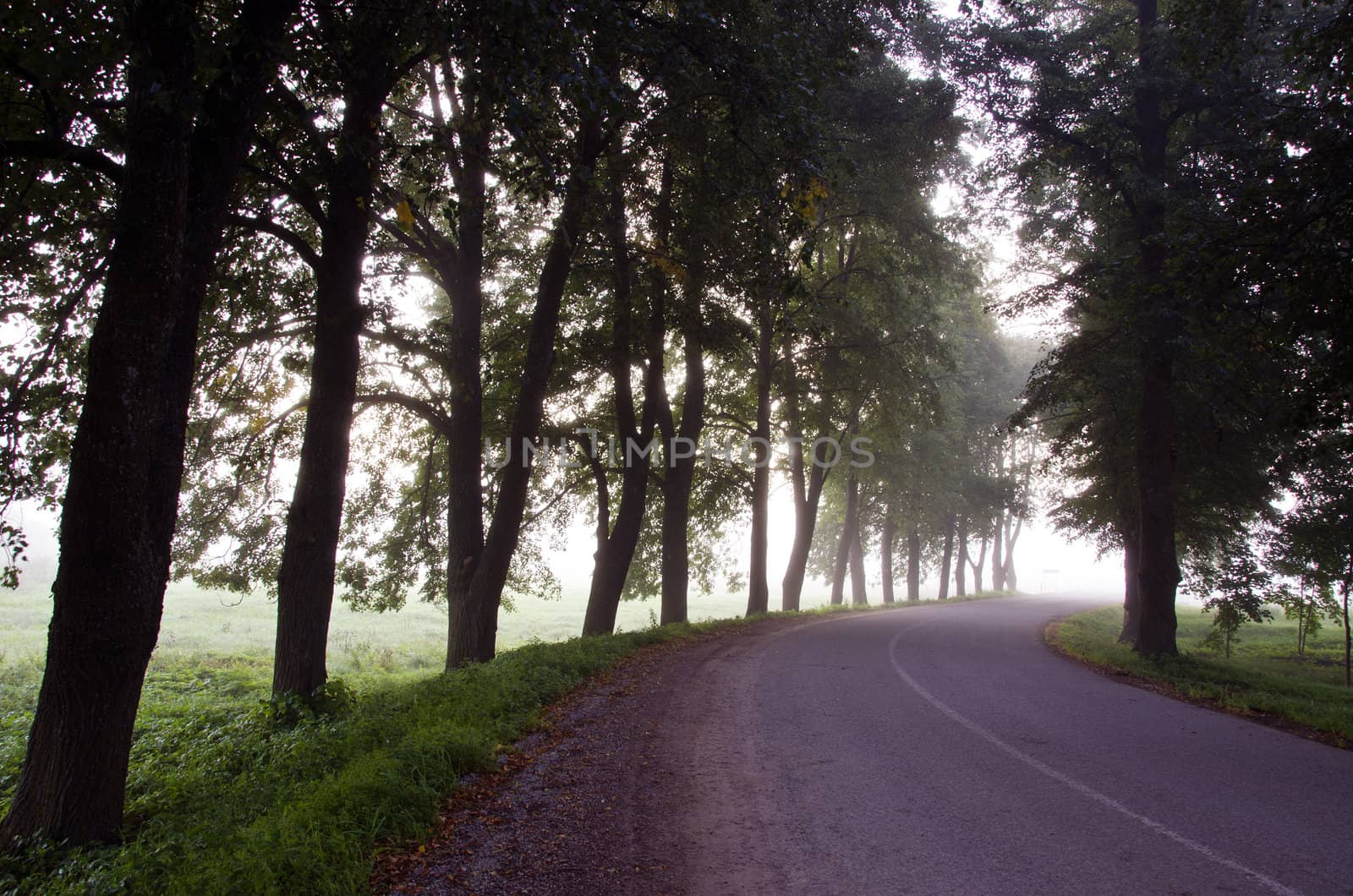 Narrow asphalt suburban road surrounded by linden trees bend sunken alley mystical fog.