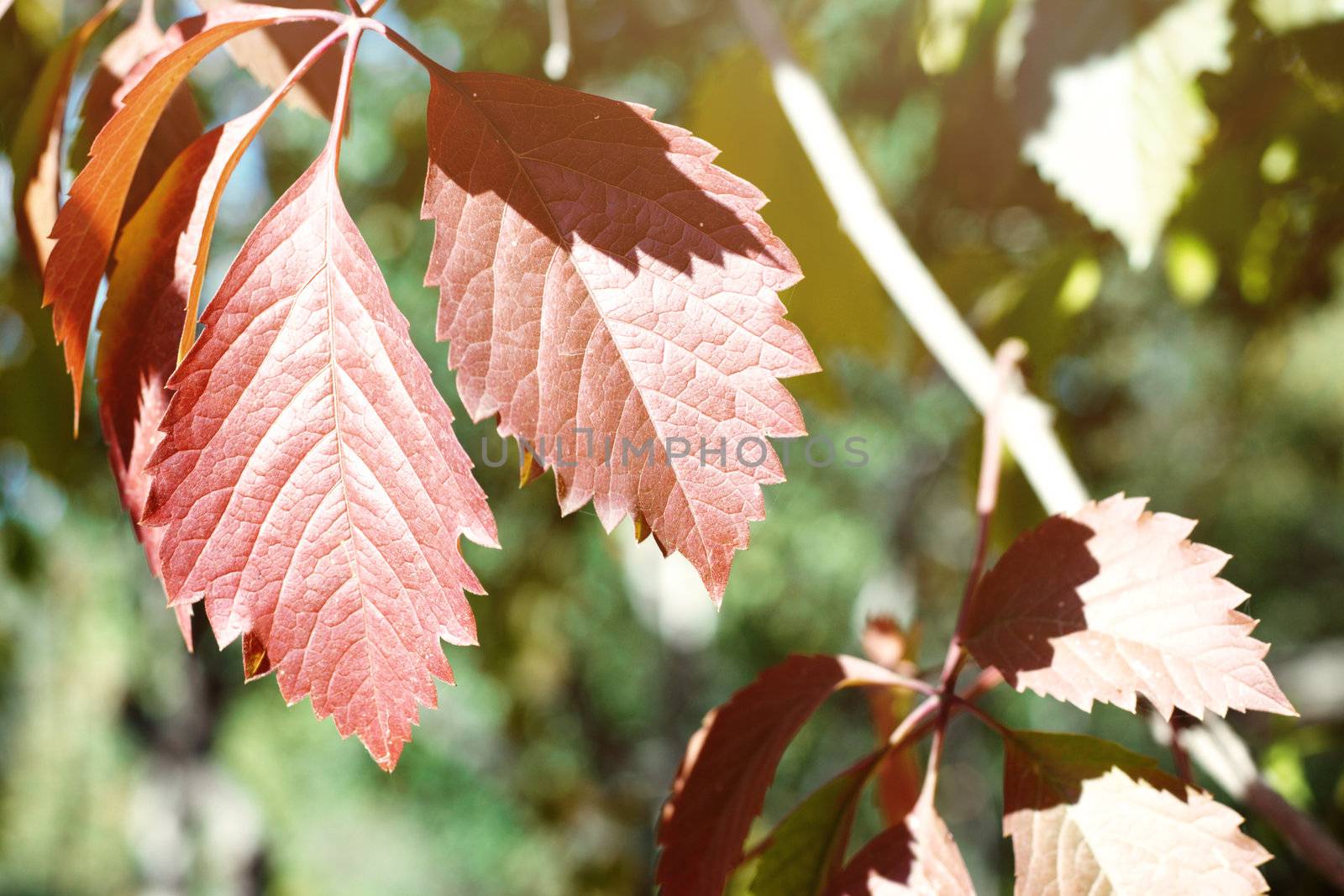 Close-up photo of the autumn red leaves. Natural light and colors