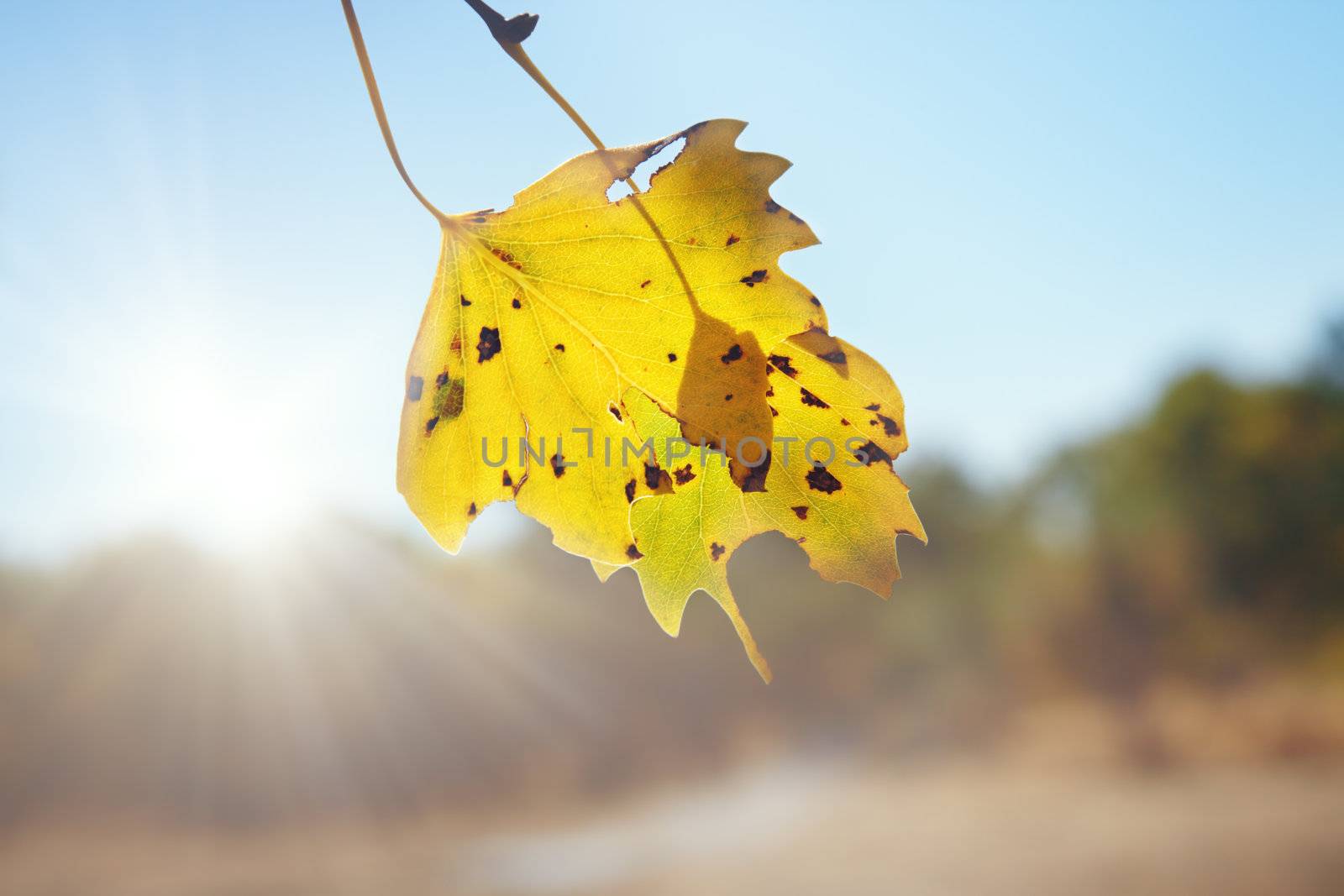 Close-up photo of the autumn leaf and sunlight at the background
