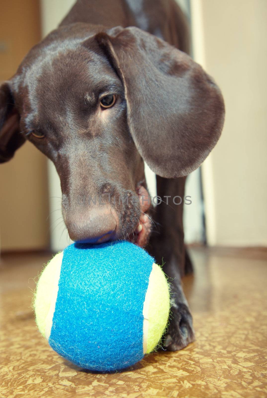 Young dog playing indoors with colorful tennis ball. Natural light and colors