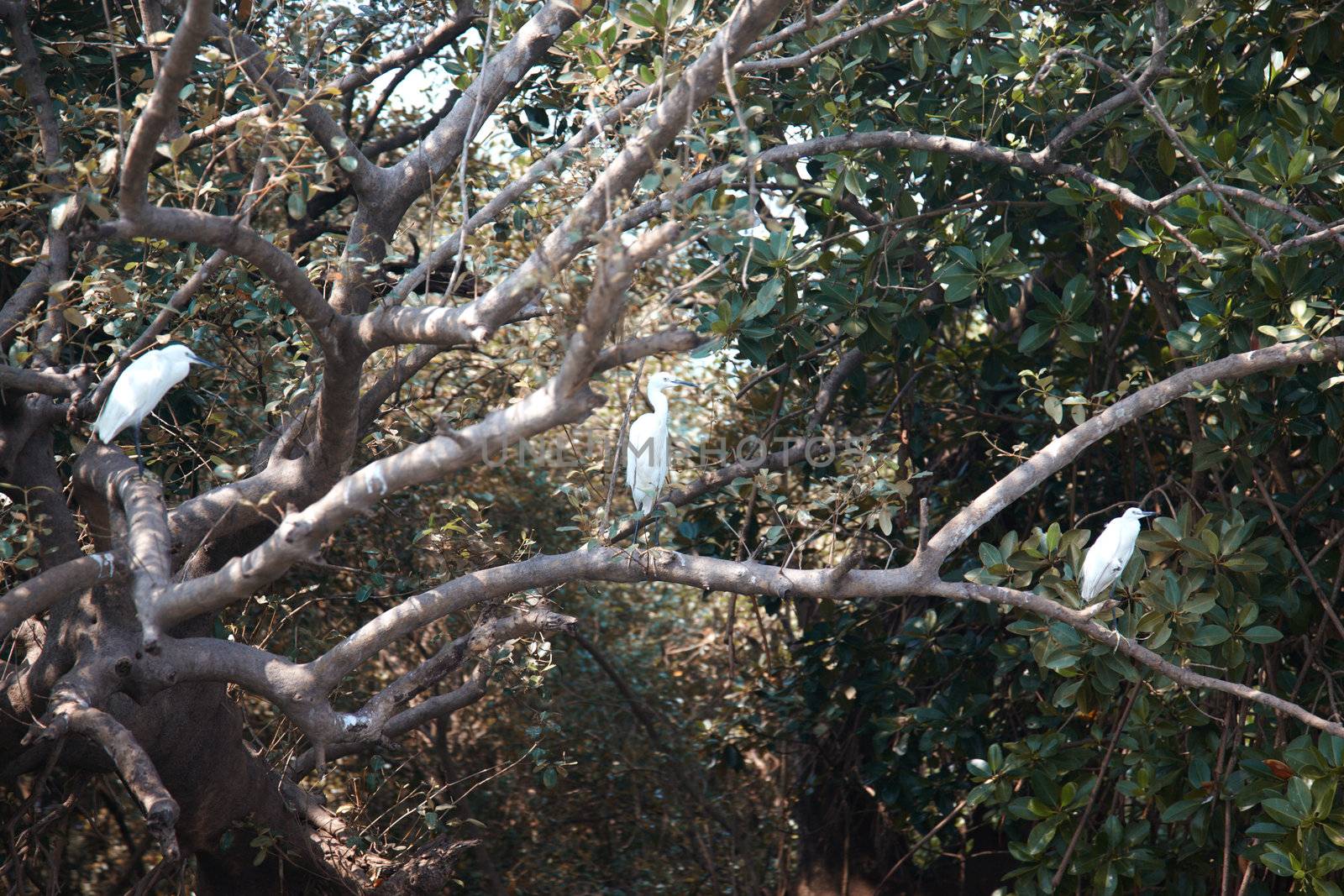 Three white herons in a jungle of India