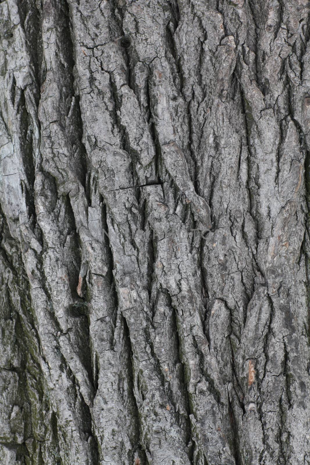 Poplar bark texture of old wood  
