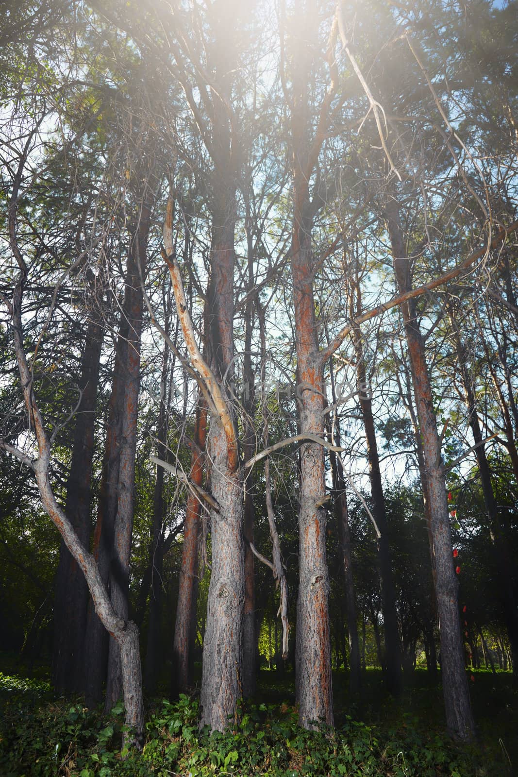 Pine forest in summer with sun as the backlight. Vertical photo