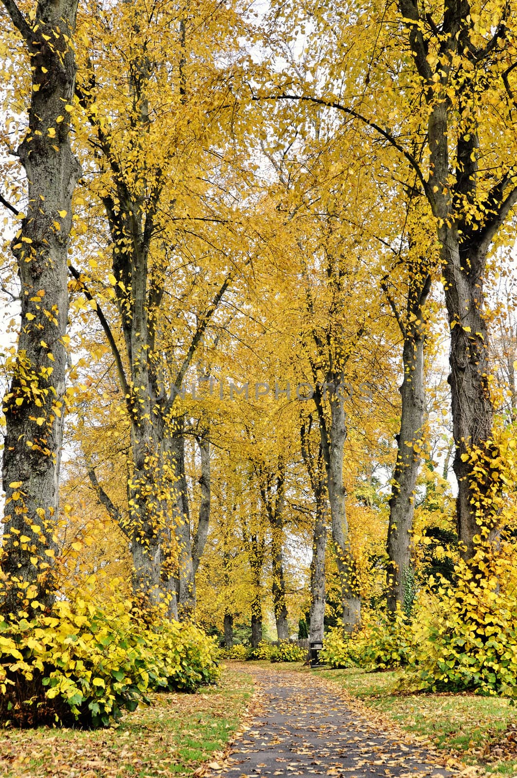 Pathway in a park, autumn season, vertical shot
