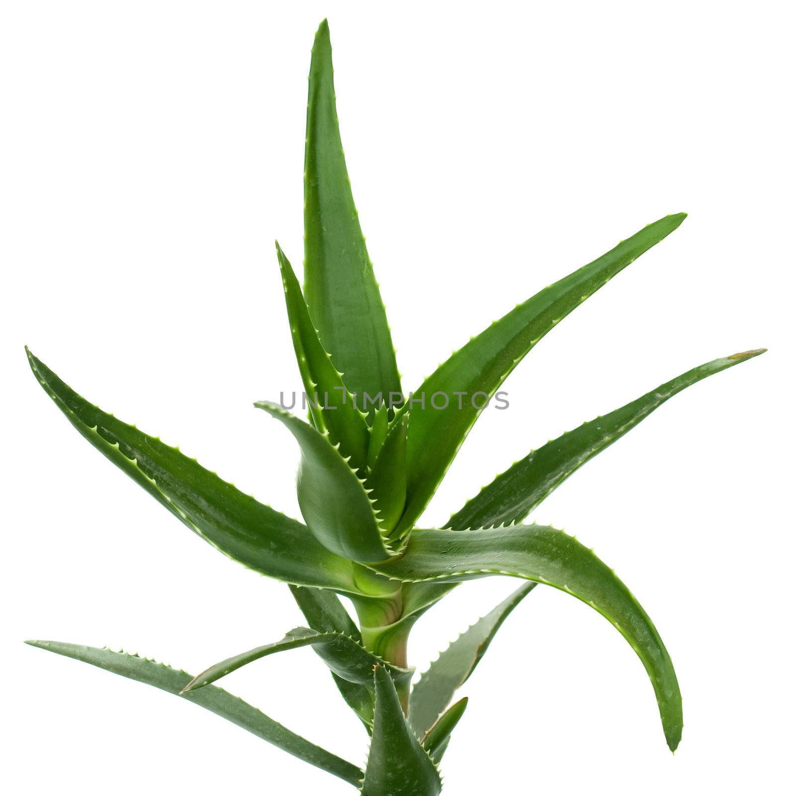Aloe vera isolated on white background