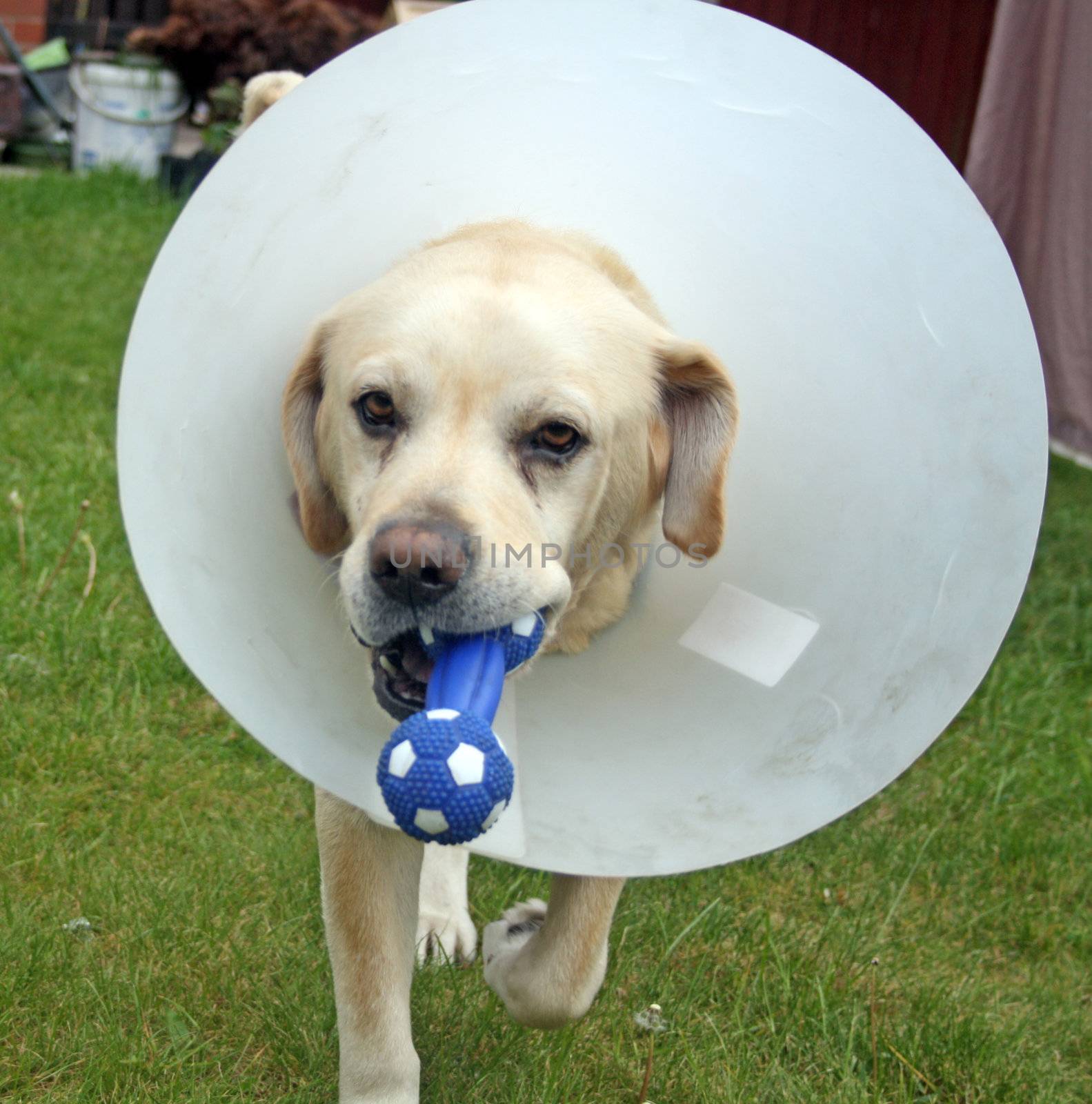 ill labrador dog in the garden wearing a protective cone