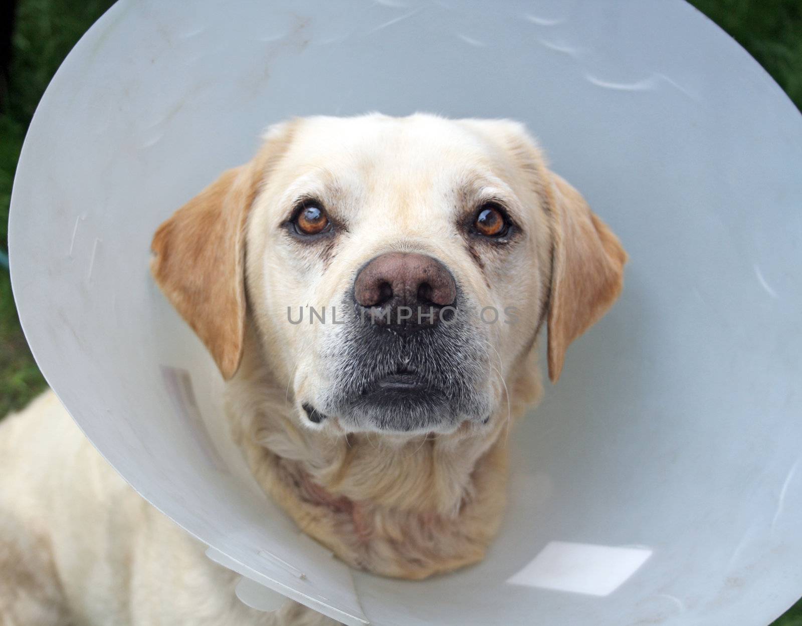 ill labrador dog in the garden wearing a protective cone